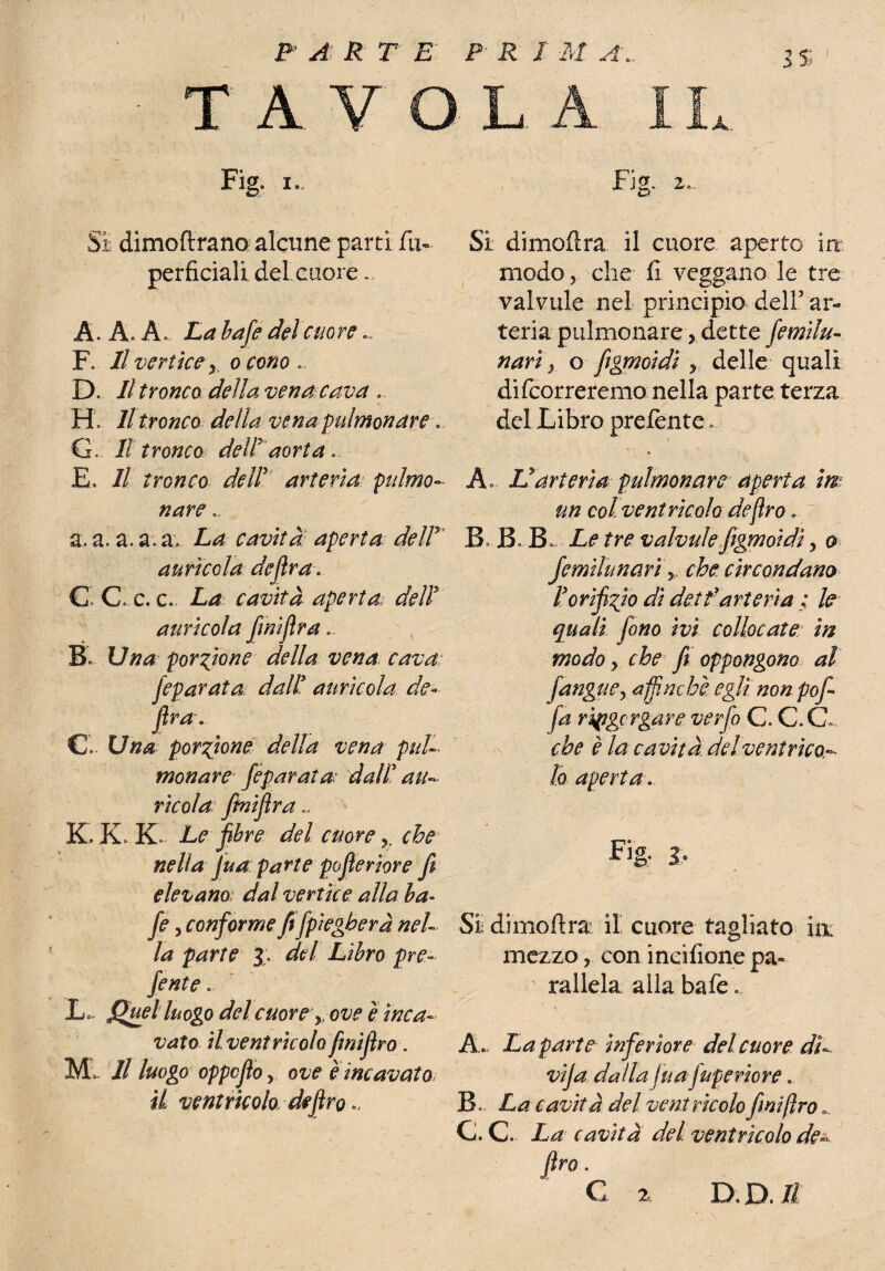 P A R T E P R J M A. 3$ T A V O L A IL Fig. i.. Sì dimoftrano alcune parti fu- perficiali del cuore.. A. A, A La bafe delatore F. Il vertice y, o cono .. D. Il tronco della 'vena cava . H . Il tronco della venapulmonare G. . Il tronco dell aorta., E. Il tronco dell arteria palmo~ nare\, a, a. a. a. a. La cavita: aperta dell aurìcola de/lra C C c. c. cavità aperta, dell auricola fmiflra.. B porzione della vena cava jeparata: dall aurìcola de- fira\ Ci Una porzione della vena pulì menare Jeparata; dall au¬ ricola: fmiflra„ K, K. K. Le fibre del cuore,, che nella Jua parte poflerìore fi elevano: dal vertice alla ha- yi 3 conforme fi[piegherà nel¬ la parte J. del Libro pre¬ fitte .■ JL fluel luogo del cuore > ove è inca¬ vato ilventricolo finìflro■. M, // /^o oppeflo y ove e incavato il ventricolo deflro Fig, 2«„. Si dimofira il cuore aperto in modo 5 che fi veggano le tre valvule nel principio dell5 ar¬ teria pulmonare, dette femìlu« wrij o figmoidi r delle quali di {correremo nella parte terza del Libro prefente » » a r 'arteria pulmonare aperta im un col ventricolo deflro .. B, B* B. Le tre valvule figmoidi, o femìlu nari che circondano Iorificio dì dea farteria ; le quali fono ivi collocate in modo, che fi oppongono al fangue, affinché egli non pof- fa ripgcrgare verfo C. C.C. che è la cavità, delventrico.-■ lo aperta . Fig- J. * Si dimoftra il cuore tagliato iix mezzo r con ineifione pa¬ rallela alla baie.. A, La parte~ inferiore del cuore dà vija dalla jua fupe riore. B La cavità del ventricolo finìflro ^ C. C. La cavità del ventricolo del¬ fino . C % DD.il