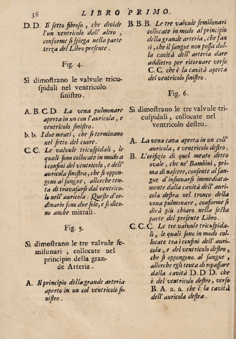 D. D. Il fitto fibrcfo , che divide l’un ventrìcolo dall’ altro , conforme fi/piega nella parte- ter^a del Libro prefinte.. Fig. 4- Sì dimoftrano le valvule tricu- fpidali nel ventricolo, finiftro. A.B.C.D La vena polmonare aperta in un con lauricola > e ventrìcolo finiftro. b. b. 1 due meati, che fi terminano nel fetto del cuore. c. C. Le valvule trieufpidati y le quali fono collocate in modo a i confini del ventricolo, e dellx auricola finiftra, che fi oppon¬ gono al (angue, allorché tenu¬ ta di travafarfi dal ventrico¬ li nell auricola . Quefie d’or¬ dinario fono due fole, e fi) dico* no anche mitrali Fig- 5* Si dimoftrano le tre valvule fe- milunari , collocate nel principio della gran¬ de Arteria * A. //principio delio-grande arteria: aperto in un col ventricolo fi* niftro « J? R I M O. B. B.B. Le tre valvule femìlunari collocate in modo al principio della grande arteria, che fan sì, che il /angue non pojja dal¬ la cavità dell arteria dare addietro per ritornare verfo C C che è la cavità aperta del ventrìcolo finiftro. Fig. 6. Si dimoftrano le tre valvule tri- cufpidali, collocate nel ventricolo deliro.. A. La vena cava aperta in un coir auricola, e ventricolo deftro.. B. L’orifizio di quel meato detto ovale, che ne’ Bambini, pri¬ ma dì najcerey confente alfan- gue d’infinuarfi immediata- mente dalla cavità dell9 aurì¬ cola de fra nel tronco della vena pulmonare 7 conforme fi dirà più chiaro nella fella parte del prefente Libro. C C. C* Le tre valvule truufpida- li r le quali fono in modo col¬ locate tra i confini dell auri¬ cola 5j e del ventricolo deftro 3 che fi oppongono. al J'angue , allorché egli tenta dt ripa/fare dalla cavità D. D D. che è del ventricolo deftro, verfo B- A. a. a. che l la cavità dell auricola de fra.