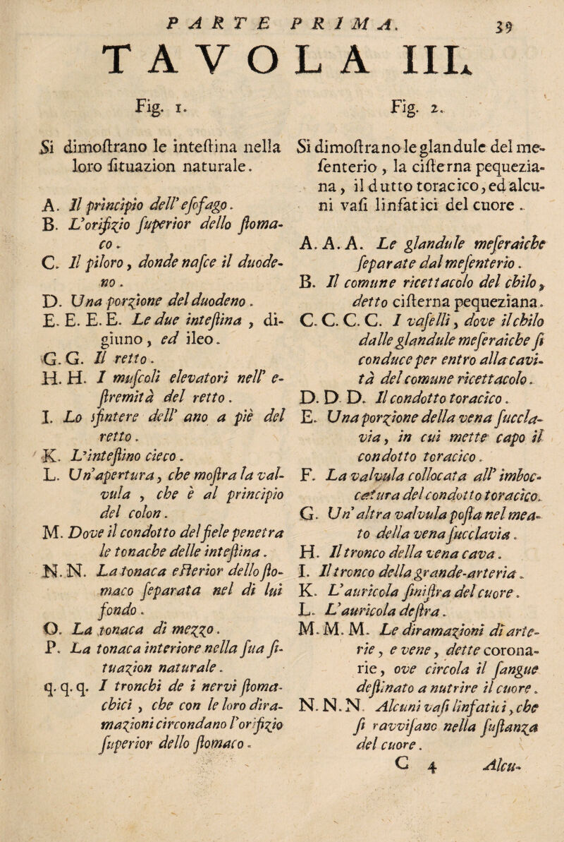 59 TAVOLA IIL Fig. 2. * Si dimoflrano le interina nella loro fituazion naturale. A. Il principio deireficfiago, B L’orifizio fuperior dello fioma- co * C 11 piloro , donde nafice il duode¬ no . D. Una porzione del duodeno . E. E. E. E. Le due intejìina , di¬ giuno, ed ileo. G. G. li retto . H. H. 1 m/fcoìi elevatori nell e- firemità del retto. I. Lo sfintere dell ano a piè del retto . K. L’ìnt e filino cieco. L. Un’apertura, che mofira la vai- vula y che è al principio del colon. M. Dove il condotto del fiele penetra le tonache delle intejìina. H. N. La tonaca e He rior dello fio- ma co feparata nel di lui fondo. CX La tonaca dì mez%& » P. La tonaca interiore nella fitta fi- tuazjon naturale. q. q. q. I tronchi de i nervi ftoma- chici y che con le loro dira¬ mazioni circondano Vorifizio fuperior dello filomaco « Si dimoflrano le glandule del me* fenterio , la ciflerna pequezia- na, il datto toracico, ed alcu¬ ni vafl linfat ici del cuore .. A» A. A. Le glandule mefetniche fieparate dalmefienterìo.. B II comune ricettacolo del chilo $ detto ciflerna pequeziana* C. C. C C 1 vafielli, dove il chilo dalle glandule meferaiebe fi condite e per entro alla cavi* fa del comune ricettacolo » D. D D 11 condotto toracico « E. Una porzione della venafilicela- via y in cui mette capo il condotto toracico. F. La vai vula collocata all imboc¬ catura del con dotto toracico. G. Un altra vaimia pofiìa nel mea¬ to della vena facciavi a. H. Il tronco della vena cava. I. Il tronco della grande-arterìa ». K. L’auricola fimi (ir a del cuore » L. L aurìcola de firn... M. M. JVL Le diramazioni di arte¬ rie y e vene y dette corona¬ rie , ove circola il fiangue defili nato a nutrire il cuore ». ISLN.N. Alcuni vaft ììnfatht, che Jì ravviano nella fuflanza del cuore.