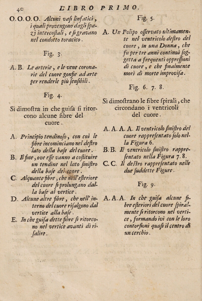O O. O. O. Alcuni va fi linfatici y i quali provengono dagli fpa- intercojìali > e Jì gravano nel condotto toracico. Fig. j. A. B. Le arterie, ? le vene corona¬ rie del cuore gonfie ad arte per renderle piu Jenfibili. Fig. 4. \ ■ % Si dimoftra in che grufa fi ritor¬ cono alcune fibre del cuore... A. Princìpio tendinofò, con cut le fibre incominciano nel defiro lato della bafie del cuore. B'./ Il fineyove effe vanno a cofiìtuire un tendine nel lato fmiflro della bafie del Nitore. C. Alquante fibre, che mi! efierìore del cuore fi prolungano dal¬ la ha [e al vertice. D- Alcune altre fibre, che nell’in¬ terno del cuore rifalgono dal ver tice alla bafe » E. In che guifa dette fibre fi ritorco¬ no nel vertice avanti di ri* faltre Fig, 5. A. Un Polipo offervato ultimamen¬ te nel ventricolo defiro del cuore y in una Donna, che fu per tre anni continui fog- getta a frequenti oppreffioni di cuore, e che finalmente morì di morte improvi fa. Fig. 6. 7. 8. Si dimoftrano le fibre fpirali, che circondano i ventricoli del cuore. A. A. A. A. Il ventricolo fwìflro del cuore rapprefintato filo nel- la Figura 6. B. B. Il ventricolo fmiflro rappre- fentato nella Figura 7.8. C. C II deliro rapprefintato nelle due fuddette Figure Fig. 9» A. A. A. /« che guifa alcune fi¬ bre efìerioridel cuore fpirah mente fi ritorcono nel verti¬ ce y formando hi con le loro contorfioni quafi il centro dì un cerchio .