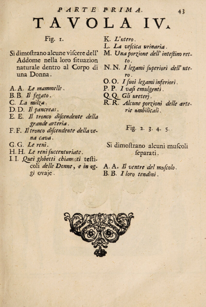 ■43 T A V O Flg. I, Si dimoftrano alcune vifcere dell’ Addome nella loro fituazion naturale dentro al Corpo di una Donna . A. A. Le mammelle, B. B. Il fegato. C. La milza - D. D. Il pancreas. E. E. Il tronco difendente della grande arteria. F. F. Il tronco difendente della ve¬ na cava * G. G. Le reni. H. H. Le reni fuccenturtate. I l* Quei globet ti chiamati tetti- coli delle Donne y e in og¬ gi ovaje. L A IV. K Unterò, ' L. La vefìca urinaria- M. Una porzione dell* intefiim -ret¬ to. N. N, I legami fuperiori del! ute¬ ro . O. O, I fuoi legami inferiori, P P. I vafi emulgenti. Gli ureterj „ R. R. Alcune porzioni delle arte¬ rie fimbìlìcali. Fig. -2, ^ 4 -i|. » 5 “ Si dimoftrano alcuni mufcoìi >feparath - A, A, Il ventre del mufiolo* B B I loro tendini.