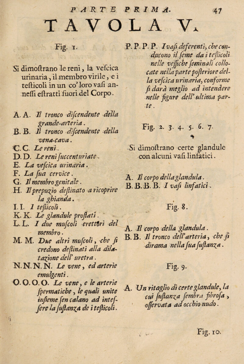 P A R T E PRIMA. TAVOLA V. Fig* i. Si dimoftrano le reni, la vefcica urinaria,il membro virile, e i tefticoli in un co3 loro vafi an¬ naffi eftrat ti fuori del Corpo. A A. Il tronco difendente della grande-arìerìa. B. Il tronco Scendente della vena-cava. G. C. Le reni. D.D. Le reni juccenturtate . E» La vefcica urinaria. F. La fua cervice. G. Il membrogenitale. H. Il prepuzio definato a ricoprire la ghianda. I. 1. 1 tefticoli. K. K. Le glandule proflati. L. L. I due rnufcoli erettori del membro. 3VL M. Due altri rnufcoli, che fi credono desinati alla dila¬ tazione dell uretra. N. N* N. N. Le vene 7 ed arterie emulgentì. o. o, o. o. Le vene y e le arterie fpermaticbe, le quali unite ìnfteme fen calano ad ìntef¬ fe re la fuflan%4 de ì tefticoli* F. P, P P Ivafi deferenti? che con¬ ducono il fe me da i tefticoli nelle veffttche fteminali collo¬ cate nella parte pofleriore del¬ la veftcica urinaria, conforme fi darà meglio ad intendere nelle figure dell’ ultima par» Fig. 2. 3 4* '5- 7- Si dimoftrano certe gianduia con alcuni vafi linfatici * À. Il corpo della gianduia. B.B.B.B. I vafi linfatici. A. Il corpo della gianduia. B. B. Il tronco dell’arteria y < che fi dirama nella fua fuftanza. Fig» 9. A» U# ritaglio dì certe glanduley la cut fufìanza fembra fibrofa > offervata ad occhio nudo. Fig. io.