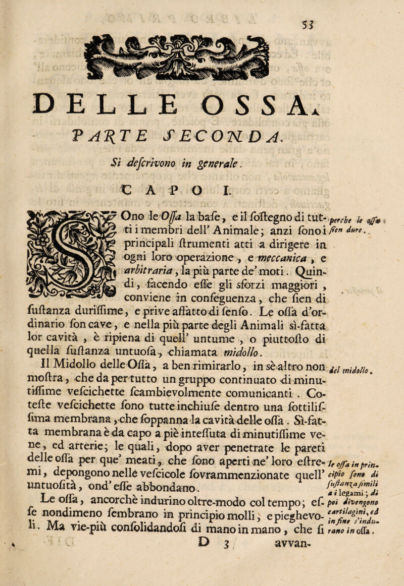 DELLE OSSA. PARTE SECOKDA. Sì deferivano in generale « m A P O t Ono le Offa la baie , e il foflegno di t^ ti i membri deir Animale ; anzi fono i principali finimenti atti a dirigere in ogni loro operazione -, e meccanica , e arbitraria , la più parte de5 moti. Quin¬ di , facendo effe gli sforzi maggiori , conviene in confeguenza, che fien di fuflanza duriffi-me, e priveaftàttodi fenfo. Le offa d or¬ dinario fon cave, e nella più parte degli Animali sì-fatta lor cavità , è ripiena di quell’ untume , o piuttoflo di quella fuflanza untuofà, chiamata midollo. Il Midollo delle Ofla ? a ben rimirarlo, in sè altro non a moflra , chedapertutto un gruppo continuato di minu- tiffime vefcichctte fcambievolmente comunicanti . Co- tette vefoichette fono tutte inchiufe dentro una fottiliC lima membrana, che foppannala cavità delle offa. Sì-fat¬ ta- membrana è da capo a piè inteffuta di minuti ffime ve* ne, ed arterie^ le quali, dopo aver penetrate le pareti delle offa per que5 meati , che fono aperti ne’loro eflr& h offa i*prm- mi, depongono nelle vefoicole fovrammenzionate quell 5 cìpìo fon» dì imtuofìtà, ond’effe abbondano, Le olla, ancorché indurino oltre-modo col tempo ; ef- poi divengono fe nondimeno fembrano in principio molli, epie*hevo- h. Ma vie-più confolidandofi di mano in mano, che fi tanoin off».