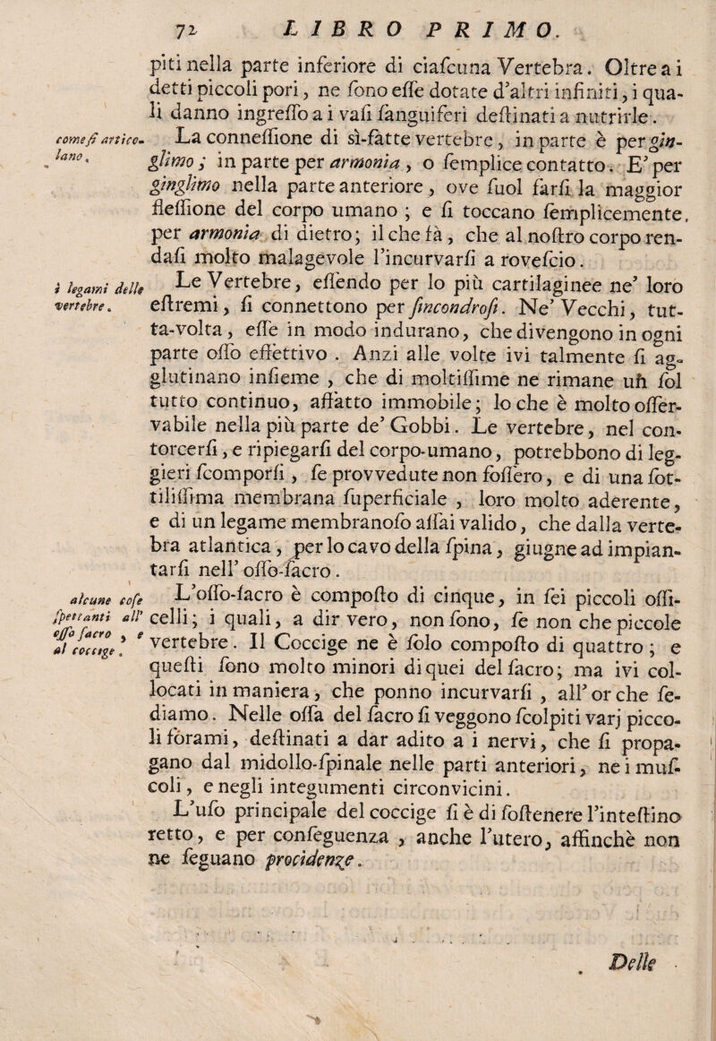 come fi ani co¬ lano , t legami dello vertebre « alcune cofe spettanti all’ ojfo (acro y e al còccìge « 7z LIBRO PRIMO. piti nella parte inferiore di ciafcuna Vertebra. Oltre ai detti piccoli pori, ne fono effe dotate d’altri infiniti, i qua¬ li danno ingreffo a i vali (ànguiferi deftinati a nutrirle. La conneffione di sì-fàtte vertebre, in parte è per gitt- gìtmo; in parte per armonia , o femplice contatto 4 E’ per gmglìmo nella parte anteriore, ove Tuoi fkrfi la maggior fleffione del corpo umano ; e fi toccano femplicemente. per armonìa didietro; ilchefà, che al noftro corpo ren¬ dali molto malagevole l’incurvarfi a rovelcio. Le Vertebre, elfendo per lo più cartilaginee ne’ loro eftremi, fi connettono perfincondrofi. Ne’Vecchi, tut- ta-volta, effe in modo indurano, che divengono in ogni parte odo effettivo . Anzi alle volte ivi talmente fi ag¬ glutinano infieme , che di moltiffime ne rimane uh fol tutto continuo, affatto immobile; lo che è molto olfer- vabile nella più parte de’Gobbi. Le vertebre, nel con¬ torcerli , e ripiegarli del corpo-umano, potrebbono di leg¬ gieri fcomporli, fe provvedute non fodero, e di unafot- tilitfima membrana fuperficiale , loro molto aderente, e di un legame membranofo alfai valido, che dalla verte¬ bra atlantica, per lo cavo della fpina, giugneadimpian- tarfi nell’ offo-facro. L’olfo-lacro è compoffo di cinque, in lèi piccoli ofli- celli; i quali, a dir vero, non fono, fe non che piccole vertebre. Il Coccige ne è folo compoffo di quattro ; e quelli fono molto minori di quei delfacro; ma ivi col¬ locati in maniera, che ponilo incurvarli , all’or che fe¬ diamo. Nelle offa del (acro fi veggono (colpiti varj picco¬ li forami, deftinati a dar adito a i nervi, che fi propa- gano dal midollo-fpinaie nelle parti anteriori, neimuf- coli, e negli integumenti circonvicini. L’ufo principale del coccige fi è di foftenere l’inteftino retto, e per confeguenza , anche l’utero, affinchè non ne feguano precidente. Delie
