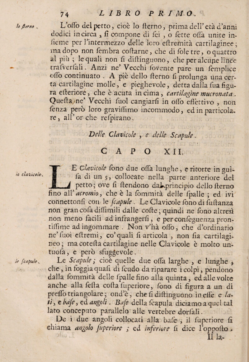 lo flerno ,, Ifoffo del petto, cioè lo (terno, prima dell’età danni dodici incirca , fi compone di fèi , o fette offa unite in- lieme per Tinteimiezzo delle loro effremità cartilaginee ; ma dopo non (èmbra coftarne, che di (ole tre, o quattro al più ; le quali non fi diftinguono, che per alcujie linee traffverfàli. Anzi ne5 Vecchi (ovente pare un (èmphce ofib continuato , A piè dello (terno fi prolunga una cer¬ ta cartilagine molle, e pieghevole, detta dalla fu a figu¬ ra citeriore, che è acuta in cima, cartilagine mucronata. Quefta ne’ Vecchi fuol cangiarti in ofib effettivo , non fenza pero loro graviffimo incommodo, ed in particola, re, alforche retpirano. Delle Clavicole , e delle Scapute * CAPO XII. h dlaukcle*. le fcapuh I .E Clavicole fono due offa lunghe, e ritorte in sui- fa di un s> collocate nella parte anteriore del _é petto; ove lì ffendono dajkprincipio dello derno fino aìY acromio, che è la fommità delle fpalle ; ed ivi connettonfi con le fcapule. Le Clavicole fono di fuftanza non gran cofa diffimili dalle coffe; quindi ne fono altresì non meno facili ad infrangerli, e perconfoguenza pron- tiffime ad ingommare . Non v’ha olio, che d’ordinario ne’fuoi eftremi, co’quali fi articola , non fia cartilagi¬ neo ; ma cotefta cartilagine nelle Clavicole è molto im¬ mola, e però sfuggevole. Le Se apule ; cioè quelle due offa larghe % e lunghe , che, in foggia quali di leudo da riparare i colpi, pendono dalla fommità delle fpalle fino alla quinta, ed alle volte anche alla folla coffa fuperiore, fono di figura a un di predo triangolare ; ond’è, che fi diftinguono in effe e la¬ ti, tbafe, ed angoli. Bafe della fcapula diciamo a quel taL lato conceputo parallelo alle, vertebre dorlkli. De i due angoli collocati alla baie , il fuperiore fi. chiama angolo fuperiore ; ed inferiore li dice l’oppoffo . Il %