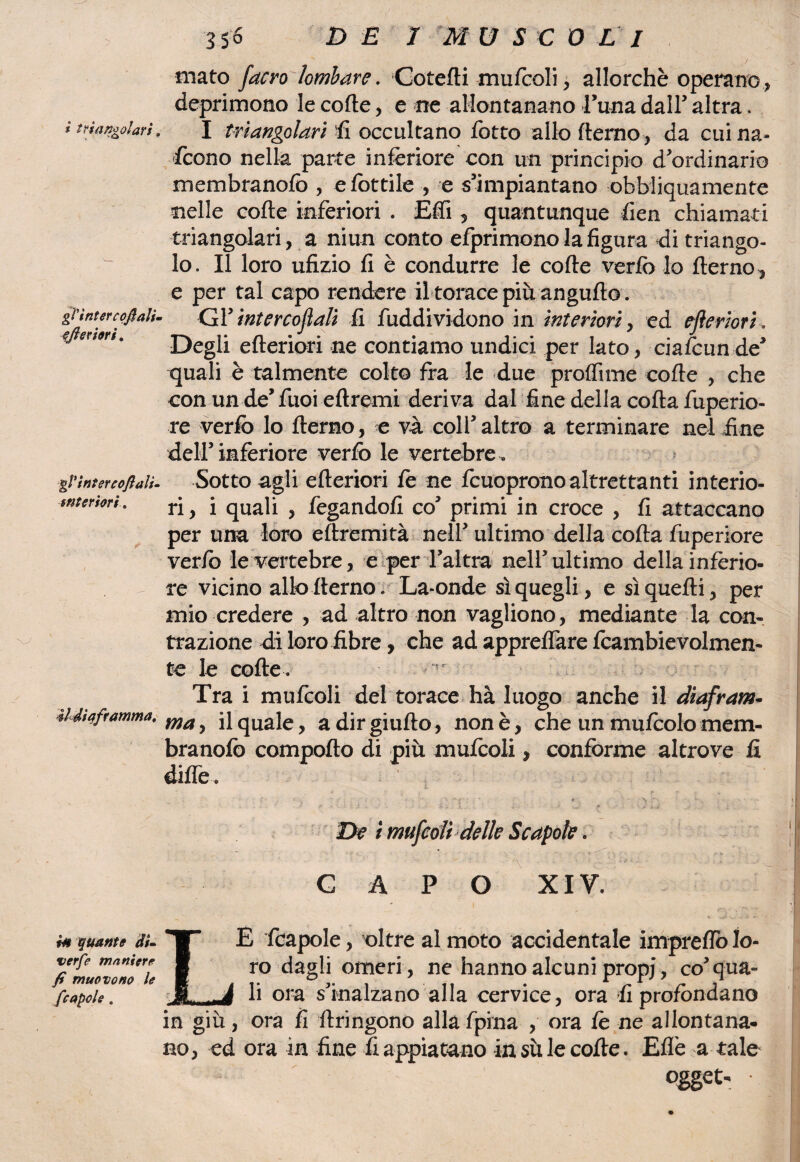 i triangolari. gì'intercojiali- ejleriori. mato /acro lombare. Cotefti mufcoli, allorché operano* deprimono le code * e ne allontanano Luna dall’ altra. I triangolari fi occultano fotto allo demo , da cui na¬ scono nella parte inferiore con un principio d'ordinario membranofo * e fiottile , e s'impiantano obbliquamente nelle cofte inferiori . Eftì , quantunque fien chiamati triangolari, a niun conto efprimono la figura di triango¬ lo. Il loro ufizio fi è condurre le cofte verfò lo fterno, e per tal capo rendere il torace più angufto. Gl' ìntercojiali fi fuddividono in interiori, ed efteriori. Degli efteriori ne contiamo undici per lato, ciafcun de' quali è talmente colto fra le due proffime cofte , che con un de' fuoi eftremi deriva dal fine della cofta fuperio- re verfò lo fterno, e va coll'altro a terminare nel fine dell’inferiore verfò le vertebre . Sotto agli efteriori fè ne fcuoprono altrettanti interio¬ ri , i quali , fegandofi co' primi in croce , fi attaccano per una loro eftremità nell' ultimo della cofta fuperiore ver/o le vertebre, e per l’altra nell’ultimo della inferio¬ re vicino allo fterno. La-onde sì quegli, e sì quelli, per mio credere , ad altro non vagliono, mediante la con¬ trazione di loro fibre, che ad appreffare fcambievolmen- te le colle . Tra i mufcoli del torace hà luogo anche il diafram- 4ldiaframma. ma^ quale, adirgiufto, non è, che un mufcolomem¬ branofo comporto di più mufcoli, conforme altrove fi diffe. gl'intercojlali- interiori . De t mufcoli delle Scapole. CAPO XIV. i# quante di. verfe maniere fi muovono le fcapole . LE fcapole, oltre al moto accidentale impreflò lo¬ ro dagli omeri, ne hanno alcuni propj, co'qua¬ li ora s’inalzano alla cervice, ora fi profondano in giù, ora fi ftringono alla fpina , ora fe ne allontana¬ no, ed ora in fine fi appiatano insù le cofte. Effe a tale ogget- *