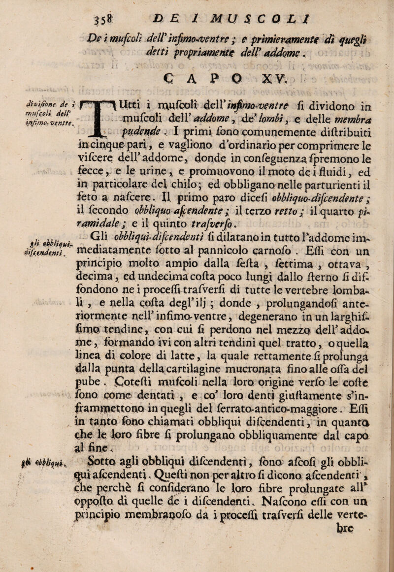 drùì/fone de ninfe oli, dell' infimo, venire, gli ekbìiqui. difendenti |ft Qbkliqmr. 4y ' t- ■ J58: DE 1 MUSCOLI De i mufcoli dell'infimoaientre ; e primieramente di quegli detti propriamente dell' addarne, € A P O XV. » / .Utti i mufcoli dell'infimo-ventre fi dividono in B mufcoli dell’ addome, de5 lombi} e delle membra Jb. pudende , I primi fono comunemente dirtribuiti in cinque pari, e vagliono d’ordinario per comprimere le vifeere dell’addome, donde in confèguenza fpremono le fècce, e le urine, e promuovono il moto de i fluidi, ed in particolare del chilo; ed obbligano nelle partorienti il fèto a nafeere, fi primo paro dicefi obbliquo-discendente ; il fecondo obbliquo a fendente il terzo retto ; il quarto pi¬ ramidale ; e il quinto trafverfo. Gli obbliqui-difeendenti fi dilatano in tutto l’addome im¬ mediatamente fotto al pannicolo carnaio . Effi con un principio molto ampio dalla fella , fèttima , ottava , decima, ed undecima corta poco lungi dallo fterno fi dif¬ fondono ne i procedi trafverfi di tutte le vertebre lomba¬ li , e nella corta degl’ilj ; donde , prolungandoli ante¬ riormente nell’infimo-ventre, degenerano in un larghili fimo tendine, con cui fi perdono nel mezzo deli’ addo¬ me, formando ivi con altri tendini quel tratto, o quella linea di colore di latte, la quale rettamente fi prolunga dalla punta della cartilagine mucronata fino alle offa del pube . Cotefti mufcoli nella foro origine verfo le corte fono come dentati , e co’ loro denti giallamente s’in¬ frammettono in quegli del ferrato-antico-maggiore. Elfi in tanto fono chiamati obbliqui difeendenti, in quanto che le loro fibre fi prolungano obbliquamente dal capo alfine. Sotto agli obbliqui difeendenti, fono alcoli gli obbli¬ qui afeendenti. Quelli non peraltro fi dicono afeendenti, che perchè fi confiderano le loro fibre prolungate all’ oppofto di quelle de i difeendenti. Nafcono erti con un principio membranofb da i procedi trafverfi delle verte¬ bre