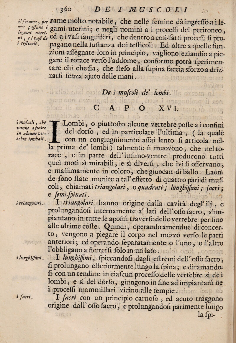 360 DE I MU S COLI , , a forame, per farne molto notabile, che nelle forni ne dà ingreffo a i le- 'hgamfTtltL §arn’. «ferini5 e negli uomini a i proceffi del peritoneo, ni y e t vafi de ed a i vali fànguiferi, che dentro a così-fatti procedi fi pro- ' teflìcoli- pagano nella fuftanza de i tetticeli. Ed oltre a quelle fun¬ zioni aflegnate loro in principio, vagliono eziandio a pie¬ gare il torace verfo l’addome, conforme potrà fperimen- tare chi che fia, che ftefo alla fupina fàccia sforzo a driz- zarfi fenza ajuto delle mani. Bei mufcoli de’ lombi. C A P O XVI. ì mufeeti, che vanno a finire in alcune ver- tehre lombali. i triangolari. i lungbi/fimi. t [acri. I Lombi, o.piuttofto alcune vertebre polle a i confini del dorlo , ed in particolare l’ultima , ( la quale con un congiugnimento aliai lento fi articola nel¬ la prima de5 lombi) talmente fi muovono, che nel to¬ race , e in parte deir infimo-ventre producono tutti quei moti sì mirabili, e sì diverfi , che ivi fi oflèrvano, e maffimamente in coloro, chegiuocan di ballo. Laon¬ de fono Hate munite a taf effètto di quattro pari di muf¬ coli, chiamati triangolari, o quadrati; lunghijjtmi; facri ; e jemìjpinatì. I triangolari hanno origine dalla cavità degl’ilj , e prolungandoli internamente 2! lati dell’olio lacro, s’im¬ piantano in tutte le apofifi traverle delle vertebre per fino alle ultime coffe. Quindi, operando amendue di concer¬ to , vengono a piegare il corpo nel mezzo verlò le parti anteriori; ed operando leparatamente o funo, o Taltro 1 l’obbligano a fletterli Iblo in uri lato. I lunghijjìmi, (piccandoli dagli eftremi dell’ offofacro, li prolungano efferiormente lungo la fpina; e diramando¬ li con un tendine in cialcun proceffb delle vertebre sì de i lombi, e si del dorlo, giungono in fine ad impiantarli ne i procefli mammillari vicino alle tempie. I facri con un principio carnolò , ed acuto traggono origine dall’ oflb làcro, e prolungandoli parimente lungo