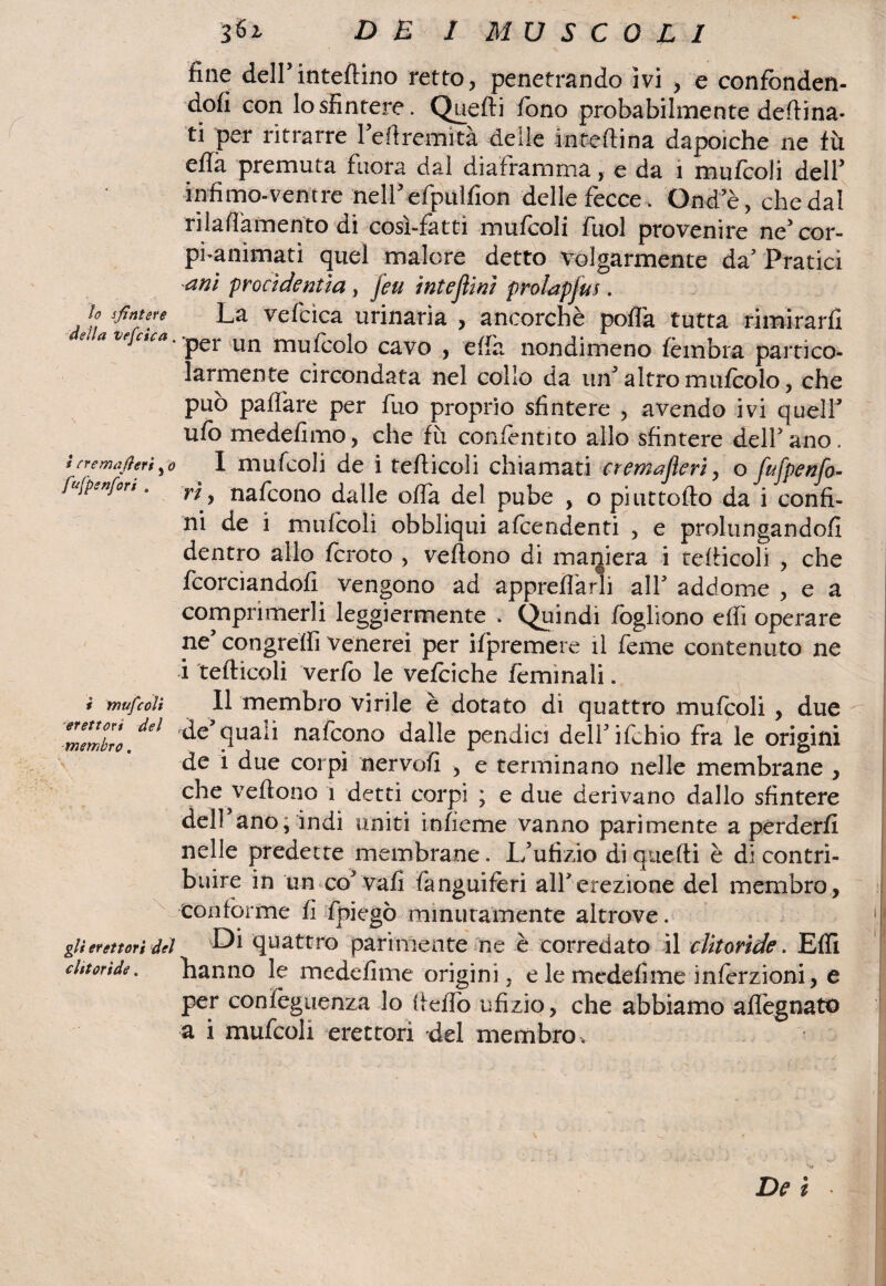 fine dell’inteftino retto, penetrando ivi , e confonden¬ do con lo sfintere. Quelli fono probabilmente deftina- ti per ritrarre 1 eftremìtà delle inteftina dapoiche ne fu effà premuta finora dal diaframma, e da ì mufcoli dell* infimo-ventre nell5 efpulfion delle fecce> Ond e, che dal rilalTamento di cosi-fatti mufcoli fuol provenire ne’cor- pfianìmati quel malore detto volgarmente da’ Pratici ani prò adenti a, Jeu ìnteflinì proUpfm. lo sfintere La vefcica urinaria , ancorché polla tutta rimirarli a vefctca -p^r un muftolo cavo , effa nondimeno fombra partico¬ larmente circondata nel collo da un altro mufcolo, che può palfare per fuo proprio sfintere , avendo ivi queir ufo medefimo, che fu confentito allo sfintere dell5ano. ìfremnfìeri^o 1 mufcoli de i tefticoli chiamati cremafteri, o fufpenfo- fufp.nfort. 77 ? nafcono dalle oifa del pube , o piuttofto da i confi¬ ni de i mufcoli obbliqui afcendenti , e prolungandoli dentro allo fcroto , veftono di maniera i reticoli , che {'cordandoli vengono ad apprelfarìi all5 addome , e a comprimerli leggiermente . Quindi foglìono elfi operare ne5 congrefti venerei per ifpremere il feme contenuto ne i tefticoli verfo le vefoiche femmali. Il membro virile è dotato di quattro mufcoli , due 'membro?eì Suai* na&ono dalle pendici delfifohio fra le origini de i due corpi nervolì , e terminano nelle membrane , che veftono i detti corpi ; e due derivano dallo sfintere dell ano, indi uniti infieme vanno parimente a perderli nelle predette membrane. 1/ufi zio di quefti è di contri¬ buire in un co5vali fanguiléri alferezione del membro, conforme fi fpiegò minutamente altrove. gli erettori del Di quattro parimente ne è corredato il clitoride. Efli clitoride. fiatino le medefime origini, e le mcdefime inforzioni , e per confoguenza lo ftefiò ufizio, che abbiamo alfegnato a i mufcoli erettori del membro . mufcoli De i