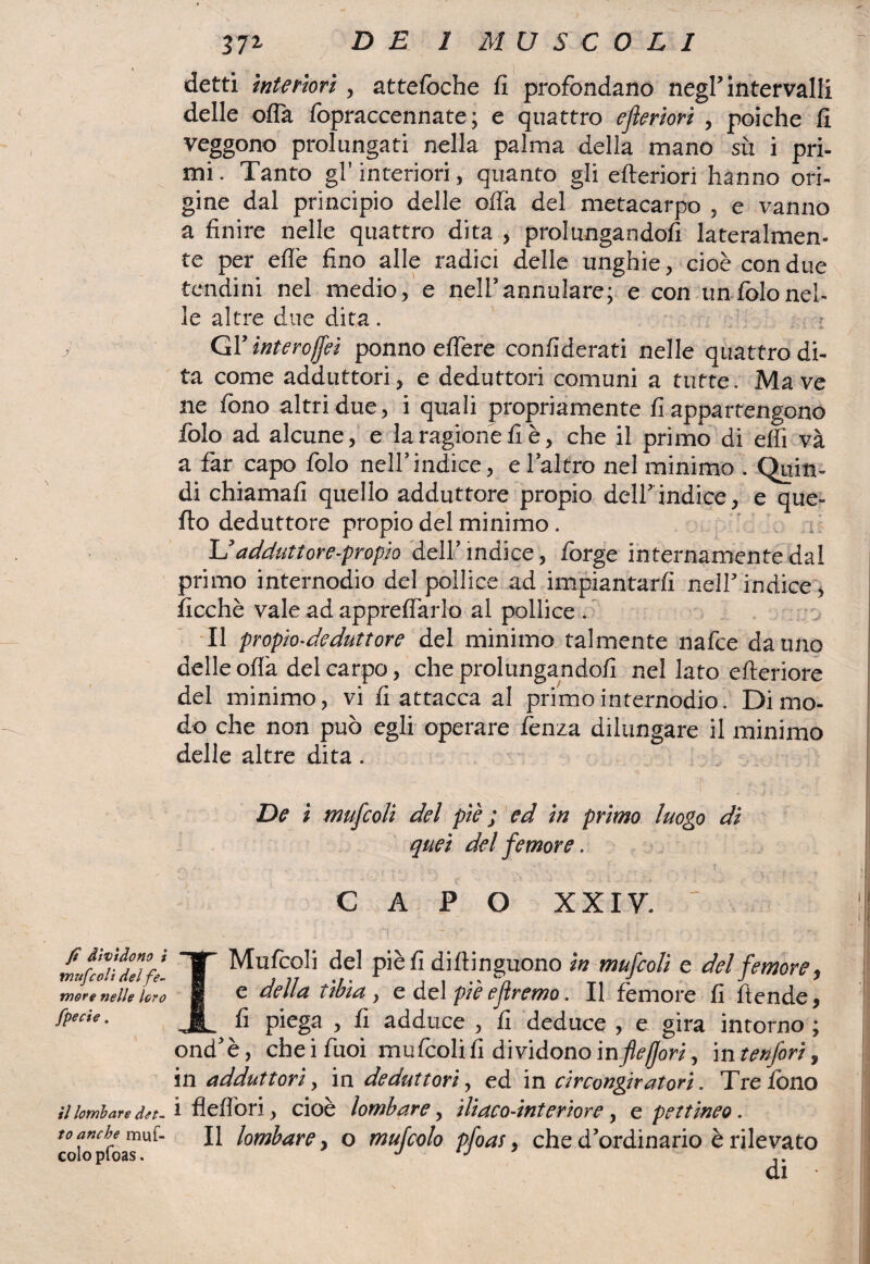 fi dividono i in ufcoli del fe¬ more nelle loro [pecie. il lombare det¬ to anche muf- colo pfoas. 372 DE 1 MUSCOLI detti interiori, attefoche fi profondano negl’intervalli delle olla fopraccennate ; e quattro ejìeriori , poiché fi veggono prolungati nella palma della mano sù i pri¬ mi. Tanto gl’interiori, quanto gli citeriori hanno ori¬ gine dal principio delle offa del metacarpo , e vanno a finire nelle quattro dita , prolungandoli lateralmen¬ te per elle fino alle radici delle unghie, cioè con due tendini nel medio, e nell’annulare; e con unfolonel- le altre due dita . Gl’ interoffei ponno effere confiderai nelle quattro di¬ ta come adduttori, e deduttori comuni a tutte. Ma ve ne fono altri due, i quali propriamente fi appartengono folo ad alcune, e la ragione fi è, che il primo di elfi và a far capo folo nell’indice, e l’altro nel minimo . Quin¬ di chiamali quello adduttore propio dell’indice, e que¬ llo deduttore propio del minimo. ■ Y L’' adduttore-prof io dell’indice, forge internamente dal primo internodio del pollice ad impiantarli nell’ indice, ficchè vale ad appreflarlo al pollice . Il propio-deduttore del minimo talmente nafce da uno delle olla del carpo, che prolungandoli nel lato efteriore del minimo, vi fi attacca al primo internodio. Di mo¬ do che non può egli operare lènza dilungare il minimo delle altre dita. De t mufcoli del piè ; ed in primo luogo di quei del femore. CAPO XXIV. I Mufcoli del piè fi diftinguono in mufcoli e del femore, e della tibia, e del piè eflremo. Il fèmore fi ftende, fi piega , fi adduce > fi deduce , e gira intorno ; ond’è, che i Tuoi mufcolifi dividono inflefjori, in tenfori, in adduttori, in deduttori, ed in circongir a t ori. Tre fono i flefibri, cioè lombare, iliaco-interiore, e pettineo. Il lombare, o mufcolo pfoas, che d’ordinario è rilevato di