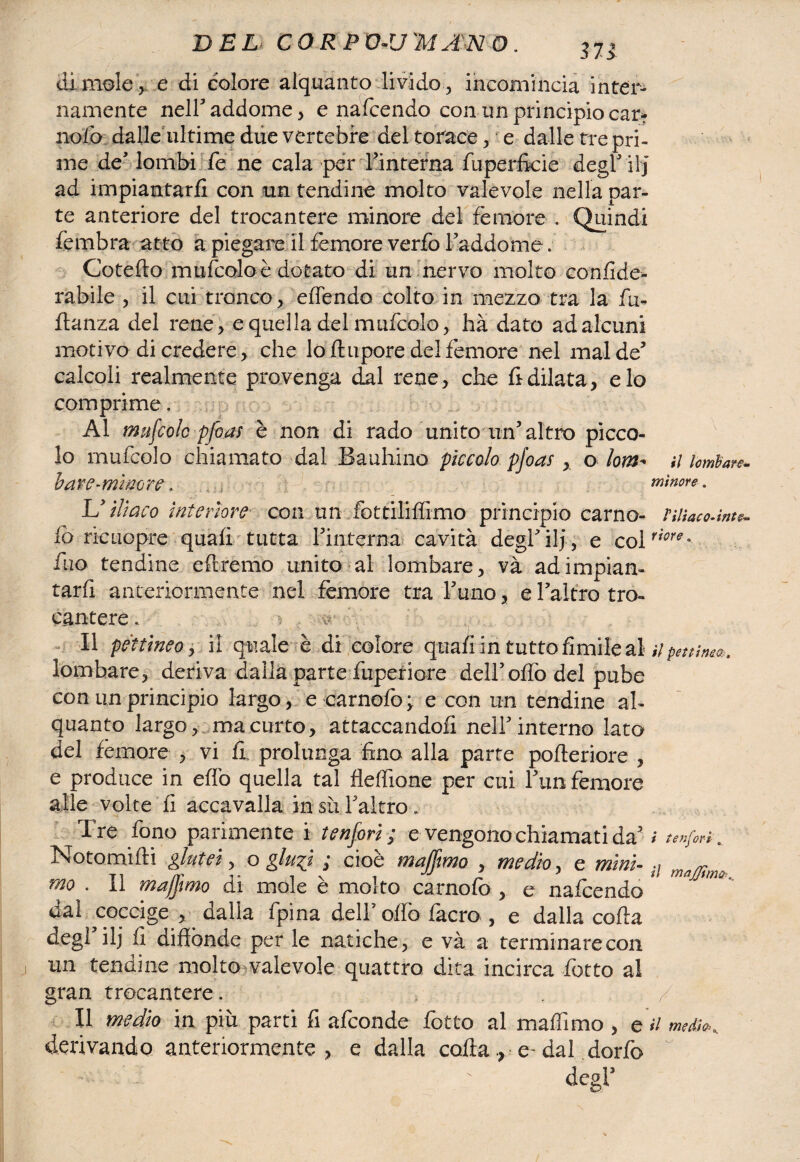 dimole, e di colore alquanto livido , incomincia inter¬ namente neli addome, e nafcendo con un principio car? nolo dalle ultime due vertebre del torace, e dalle tre pri¬ me de’ lombi fe ne cala per Finterna fuperficie degl’ ilj ad impiantarli con un tendine molto valevole nella par¬ te anteriore del trocantere minore del fèmore . Quindi fèmbra atto a piegare il femore verfoFaddome. Cotefto mufcolo è dotato di un nervo molto con fide- rabile , il cui tronco , ertèndo colto in mezzo tra la fu- ftanza del rene, e quella del mufcolo, hà dato ad alcuni motivo di credere, che lo ftupore del fèmore nel mal de5 calcoli realmente provenga dal rene, che fidilata, e lo comprime. Al mufcolo pfoas è non di rado unito un’altro picco¬ lo mufcolo chiamato dal Bauhino piccolo pfoas , o lom- il lombare* bare-minore. minore. U iliaco interiore con un fottiliffimo principio carno- HHaco*int&* io rieuopre quali tutta Finterna cavità degl’ilj, e colri(’r<?° fuo tendine oliremo unito al lombare, và ad impian¬ tarli anteriormente nel femore tra l’uno, e l’altro tro¬ cantere * i Il péttineo y il quale è di colore quali in tutto Umile al a pettina®. lombare, deriva dalla parte fuperiore dell’offo del pube con un principio largo, e carnofo; e con un tendine al¬ quanto largo, macurto, attaccandoli nell’interno lato del fèmore , vi fi prolunga fino alla parte porteriore , e produce in effo quella tal fleffione per cui l’un femore alle volte fi accavalla in sii l’altro* Tre fono parimente i tenforì ; e vengono chiamati da’ i tenori. Notomifti glutei, o gluft ; cioè majfmo , medio, e mini- n maJriìm mo . Il majfmo di mole è molto carnofo , e nafcendo dal coccige , dalla fpina delF offò facro , e dalla corta degl ilj fi diffónde per le natiche, e và a terminare con un tendine molto valevole quattro dita incirca fiotto al gran trocantere. / Il medio in più parti fi afeonde fiotto al maffimo , e il medivi derivando anteriormente, e dalla cortae~ dal dorfò degl’