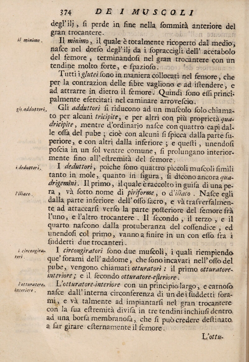 il mìnimo „ gh, adduttori ideduttorì. /’iliaco 0 ì circongirar- tori. Voti tiratore?, interiore . 374 V E / M V S Q a L I ili > fi perde in fine nella fommità anteriore del gran trocantere. Il minimo, il, quale è totalmente ricoperto dal medio, nafte nel dorfo degl3 ilj da i fopracqigli. dell3 acetabolo del femore , terminandoli nel gran trocantere con un tendine molto, fòrte, e fpaziofo. Tutti \ glutei fono in, maniera collocati nel femore, che per la contrazion, delle fibre vagiiono e ad iftendere, e ad attrarre in dietro: il fèmore. Quindi fono effi princi¬ palmente efercitati nel cambiare arrovefeio« • adduttori fi xiducono ad un multolo folochiama- to per alcuni tricìpite, e per al tri con più proprietà qua- tricipite, mentre d ordinario narice con quattro capi daU le offa del pube ; cioè con alcuni fifpicca dalla parte fu- periore, e con altri dalla inferiore j e quelli , unendoli pofeia in un fol ventre comune, fi prolungano interior¬ mente fino aireffremità del fèmore. I deduttori, poiché fono quattro piccoli mufcoli limili tanto in mole, quanto in figura, fi dicono ancora qua¬ drigemini. Il primo, i| quale è raccolto in guifà di una pe¬ ra , vàL fotto nome di piriforme, o d5iliaco . Nafce egli dalla parte inferiore dell offo fàcro, e va trafverfalmen- te ad attaccarli verfo la parte pofteriore del femore frà Funo,; e l’altro trocantere . Il fecondo , il terzo , e il quarto nafeono dalla protuberanza del coffendice , ed unendofl col primo * vanno a finire in un con elfo fra i: fùddetti due trocanteri. 1^ cìrcongiratori fono due mufcoli , i quali riempiendo que forami dell5 addome, che fono incavati nell5 ofiò del pube, vengono chiamati otturatori : il primo otturatore- interiore / e il fecondo otturato re- ejìe rio re. L otturatore-interiore con un principio largo, ecarnofò nafce dall5 interna circonferenza di un de i; fùddetti fora- mi, e va talmente ad impiantarfi nel gran trocantere cori la. fua eftremità divifa in tre tendini inchini! dentro ad una. borfà membranolà, che fi può credere definiate, a far girare edema mente il femore , HJottu-