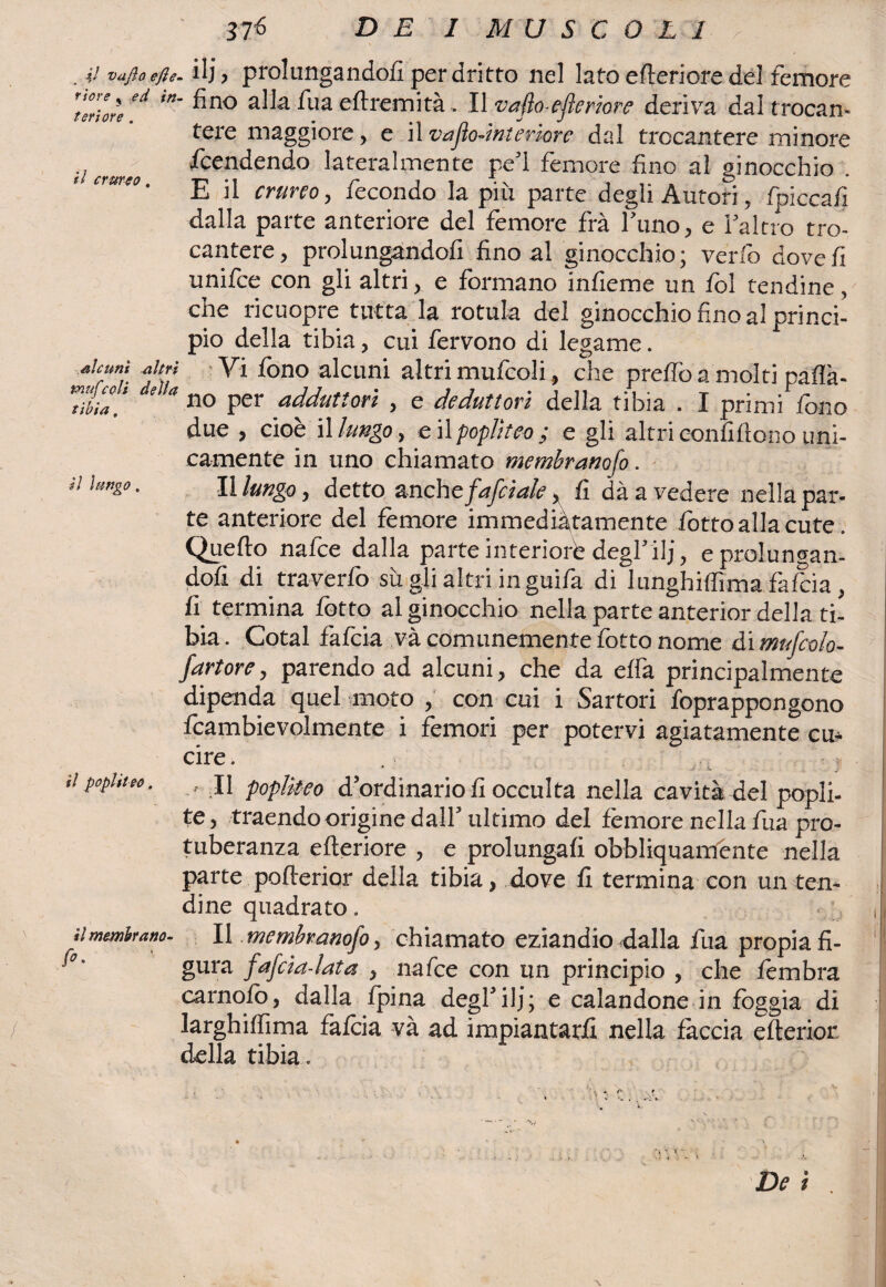 A . # vajìoefie- ilj ? prolungandoli per dritto nel lato citeriore del femore Ieri or/* ^no zllafua eftremità . Il v afta-efler tare deriva dal trocan* il crwr eo. tere maggiore, e il vafio-int errore dal trocantere minore Scendendo lateralmente pe’l femore fino al ginocchio E il crureo, fecondo la piu parte degli Autori, fpiccafi dalla parte anteriore del femore frà l’uno, e l’altro tro¬ cantere, prolungandofi fino al ginocchio; verfo dove fi unifee con gli altri, e formano infieme un fol tendine, che ri cuopre tutta la rotula del ginocchio fino al princi¬ pio della tibia, cui fervono di legame. aUrmì- ir? ^ ^ono alcuni altri mufeoli, che predo a molti paflà- ’  110 Per adduttori , e Seduttori della tibia . I primi fono due , cioè il lungo, e il popììteo ; e gli altri confifiono uni¬ camente in uno chiamato membranofo. lì lungo, detto anche fafe tale, fi dà a vedere nella par¬ te anteriore del femore immediàtamente fiotto alla cute. Quello nafee dalla parte interiori; degl’ilj, e prolungan¬ dofi di traverfo sii gli altri in guifa di lunghiffima falcia, fi termina fotto al ginocchio nella parte anterior della ti¬ bia. Cotal fafeia và comunemente fotto nome di mufcolo- fartore, parendo ad alcuni, che da elfa principalmente dipenda quel moto , con cui i Sartori foprappongono fcambievolmente i fèmori per potervi agiatamente cu- il lungo ciré. il popi ileo, il membrana- fi- Il popììteo d’ordinario fi occulta nella cavità del popli- te, traendo origine dall’ultimo del fèmore nella fua pro¬ tuberanza citeriore , e prolungali obbliquamente nella parte poflerior della tibia, dove fi termina con un ten¬ dine quadrato. Il .membranofo, chiamato eziandio dalla fua propia fi¬ gura fafcia-lata , nafee con un principio , che fembra carnolò, dalla fpina degl’ilj; e calandone in foggia di larghilfima falèia và ad impiantarli nella fàccia efterior della tibia. , A De i