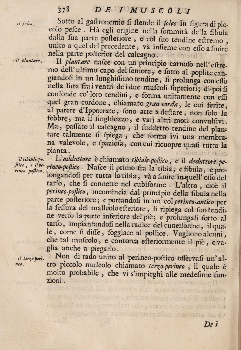 il folco. il plantare Sotto al gaftronemio fi /tende il foleo in figura di pic¬ colo pe/ce . Hà egli origine nella fommità della fibula dalla Tua parte pofteriore , e col filo tendine oliremo , unito a quel del precedente, và infieme con eflo a finire’ nella parte pofterior del calcagno. Il plantare nafce con un principiò carnofo nell’ dire¬ mo dell’ultimo capo del femore, e fiotto al popi ite can¬ giandoli in un lungbiflimo tendine, fi prolunga con elio nella fura fra i ventri de i due mufcoli fuperiori ; di-poi fi confonde co loro tendini, e forma unitamente con elfi quel gran cordone, chiamatogran-corda, le cui ferite al parere d’Ippocrate, fono atte a dettati, non fob ia fèbbre, ma il finghiozzo, e varj altri moti convulfivi. Ma, paflato il calcagno , il fuddetto tendine del plani tare talmente fi /piega , che forma ivi una membra¬ na valevole, e /pazio/à, con cui ricuopre quali tutta la pianta. , . iitibiah.pt,. U adduttore èchiamato tìbiale-poflko, e il deduttore pe- riaWpoflito ■ Nafce il primo fra la tibia, e fibula, epro- longandofi per tutta la tibia, và a finire inquell’ oflo del tarfo, che fi connette nel cubiforme . L’altro , cioè il perineo-pojìko, incomincia dal principio della fibula nella parte pofleriore ; e portandoli in un col perineo-antico per la fefiura del matleoloelteriore, fi ripiega col fuo tendi¬ ne verfo la parte inferiore del piè; e prolungafi fiotto al tarfo, impiantandofi nella radice del cuneiforme, il qua¬ le , come fi dille, foggiace al pollice. Vogliono alcuni, che tal mufcolo, e contorca efteriormente il piè, e va¬ glia anche a piegarlo. n ttrxpptrì. Non di rado unito al perineo-poftico oflèrvafi un’al- neo. tro piccolo mulcolo chiamato terzo-perineo , il quale è molto probabile , che vi s’impieghi alle medefime fun- \ ziom.