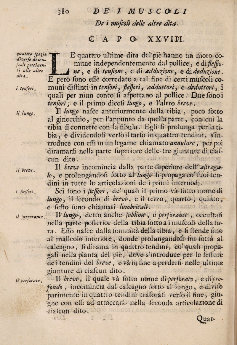 De i mufcoli delle altre dita . -1 CAP © XX VI PI. quattro (pe\ie di verfe di [coli pertinen¬ ti alle altre dita. tenfori, ili tingo, E quattroultime* dita del piè hanno un moto co¬ mune independentemente dal pollice, e diflejfiw- _____ ne y e di tenfirone y e di’ adduzione y e di deduzione. E però fono effe corredate a tal fine di certi mufcoli co- mimi' diflinti mt e rifiorì, flefiori, adduttori, e deduttori , ì quali per niun conto fi afpettano al pollice. Due fono! Hrifiorì ; e il pi imo dicefi lungo, e l’altro breve. Il lungo nafce anteriormente dalla tibia , poco lòtto al ginocchio, per Tappunto da quella parte, concilila tibia fi connette con la fibula. Egli fi prolunga per la ti¬ bia, e dividendofi verlòil tarlò in quattro tendini, s’in¬ troduce con efiiin un legame chiamato annulare y per poi diramarli nella parte fuperiore delle» tre giunture di ciaf- cun dito. Il breve incomincia dalla parte iupériore deli aft ruga¬ lo y e prolungandoli lòtto al- lungo fi propaga co5 Tuoi ten¬ dini in tutte le articolazioni de i primi internodfi. Sei fono i file fiorì y de5 quali il primo và fatto nomedi lungoy il fecondo di brevey e il terzoquatto , quinto, e /èlio fono chiamati lumbrkalh d perforante, I\ lungo y detto anche fiublme y e perforante , occultai nella parte pofterior della tibia lòttoa imulcoli della fu¬ ra. Elfo nalce dalla fommità della tibia, :'e-fiftendefmo al4malleolo interiore, donde prolungandoli fin fottò al calcagno, fi dirama in quattro tendini*, co5 quali propa¬ gali nella pianta del piè, dóve s’introduce per le fèffure dei tendini del breve, e vàio fine a perderli nelle ultime il Ir e ve fiejfoù. giunture di ciafcun dito. il' perforato. Il breve y il quale và fotte nome di perforato y e òi pro¬ fondo y incomincia dal calcagno fotto al lungo, e divi fa parimente in quattro tendini traforati verfoil fine, giu*, e ne con effi ad attaccarli» nella feconda articolazione di ciafcun dito . ' - uat-