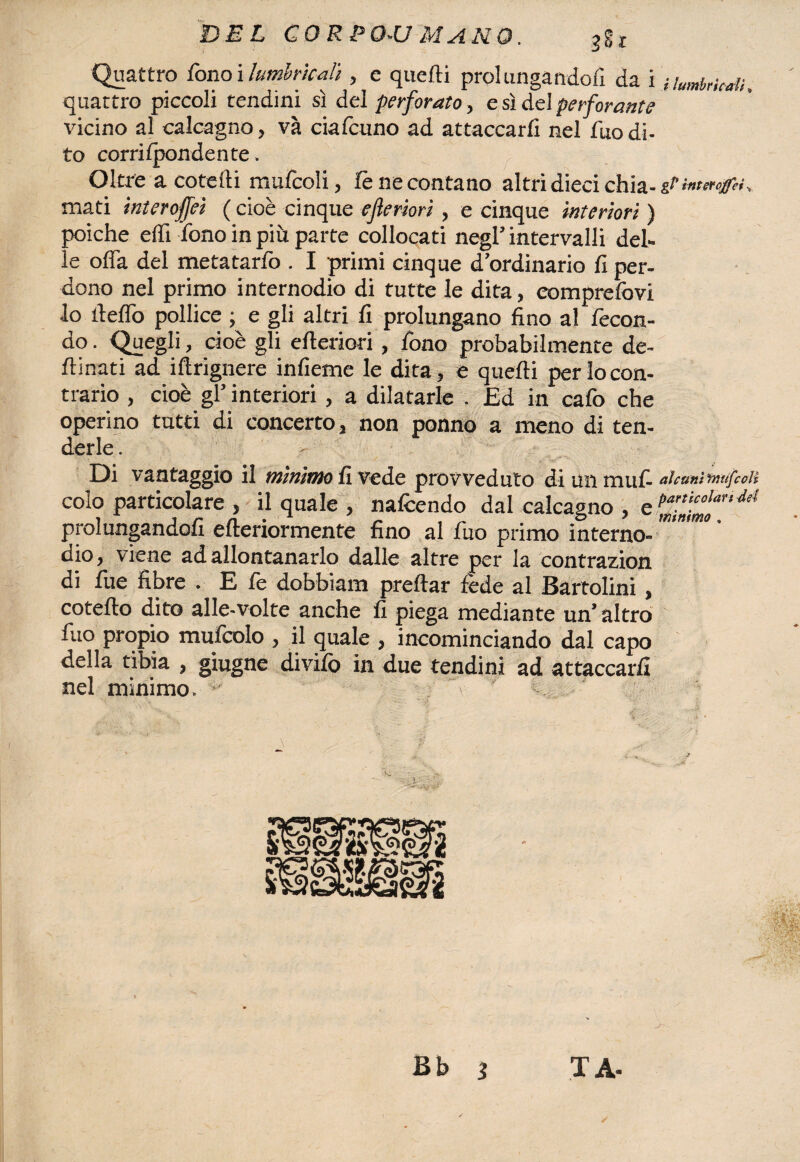 Quattro fono i lutnbrkali, c quefti prolungandofi da i quattro piccoli tendini sì del perforato, e sì del perforante vicino al calcagno, và ciafcuno ad attaccarli nel dito di¬ to corrilpondente. Oltre a cotefti ma fedi, lène contano altri dieci chia- gl' inter ctjfei -, mati interoffeì ( cioè cinque ejleriori, e cinque interiori ) poiché eflì fono in più parte collocati negl’ intervalli del¬ le offa del metatarfo . I primi cinque d’ordinario fi per¬ dono nel primo internodio di tutte le dita, comprefovi lo deffo pollice ; e gli altri fi prolungano fino al fecon¬ do . Quegli, cioè gli citeriori , fono probabilmente de¬ sinati ad iftrignere infieme le dita, e quefti per Io con¬ trario , cioè gl’ interiori , a dilatarle , Ed in cafo che operino tutti di concerto, non ponno a meno di ten¬ derle. > Di vantaggio il tnìnìtyio fi vede provveduto di un tnul- aìcantfmtfcoU colo particolare , il quale , nafcendo dal calcagno , e prolungandoli efteriormente fino al fuo primo interno¬ dio, viene ad allontanarlo dalle altre per la contrazion di fue fibre . E fe dobbiam preftar fède al Bartolini , cotefto dito alle-volte anche fi piega mediante un’ altro fuo propio mufcolo , il quale , incominciando dal capo della tibia , giugne divilò in due tendini ad attaccarli nel minimo. * -j-. ^ * : i--' 'k'\ : c * Bb Jb