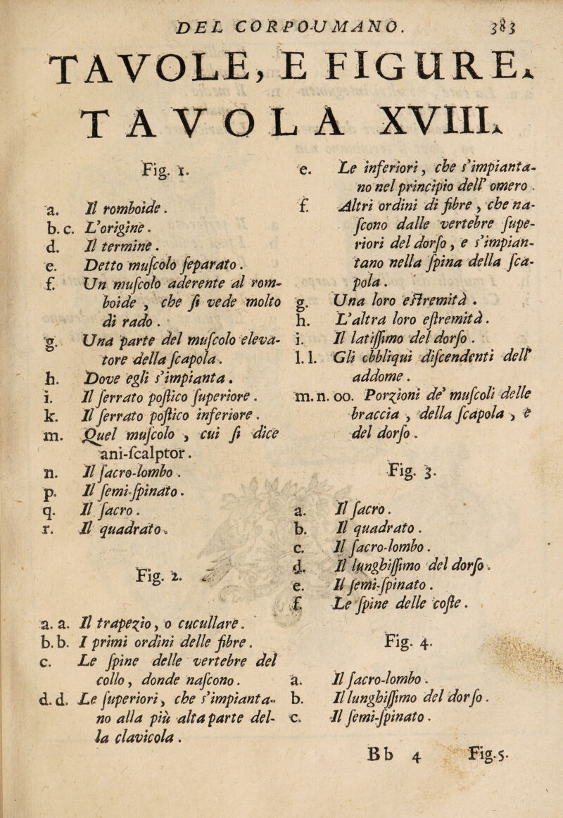 DEL CORPO-UMANO. T A V O L A Fig. la Fig. -2. ST' a. a. Il trapezio, o cuculiare. b. b. 1 orezzi ófcZ/i? fibre. c. JL? jpz/z? -delle vertebre del collo, donde nafcono. d. da Le Superiori y che $’impianta¬ no alla più alta parte del¬ la clavicola. e. a. Il romboide. £ b. c. L’origine. da // termine. e. Detto mufcolo feparato. £ 17/z mufcolo aderente al rom¬ N * '■ v boide j j# molto g- dì rado. h. g- L7^ parte del mufcolo eleva¬ 1. tore della fcapola. 1. 1. h. Dove egli s’impianta. i. // ferrato poflico fuperiore. m. n ka 1/ ferrato poflico inferiore. IH» mufcolo , fi dice ani-fcalptor. XI. Il facro-lombo. P // femi-fpinato. q- Il facro . a. r. Il quadrato » b. 2> inferiori, che s’impianta¬ no nel principio del! omero . Altri ordini di fibre , xm- y?o/70 vertebre fupe- riori del dorfo, e s*impian¬ tano nella fpina della fica- ... 7 t Una toro eHremità . L’altra loro eflremità. Il latijfimo del dorfo . shfronJovi+'i addome. t. trvrjjvni uc rnujisvu braccia > fcapola > # del ^07^0 . Fig. 3. c. d» e. £ Il facro. Il quadrato. Il facro-lombo. Il lungbìjfimo del dorfo Il femìfpinato. Le fpine delle cofle. Fig- 4- V t iìri;/, a. b. c. Il facro-lombo. Il lunghifimo del dorfo. Il femi-fpinato. & / V •''•‘ ■«TV Bb 4 / rig-5-