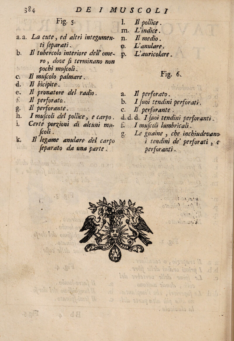 * ■'> a. a, C; 4. e. £ g- h. i. Fig. 5. La cute, £7/ ^Zf*v integumen¬ ti feparati.. Il tubercolo interiore deW ome¬ ro , dove fi terminano non pochi mujcoli // mufcolo palmare. Il bicipite. Il pronatore del radio. 7/ perforato,. Il perforante. J mujcoli del pollice y e carpo. Certe porzioni di alcuni mu- fcolì. Il legame anulare del carpo feparato da una partei l. Jl pollice.. m. L'indice. n. Il medio. ©. L'anulare. р. Vauricolare * Fig. 6. » Y . . a. Il perforato. b. / tendini perforati . с. Il perforante . 4. d. d. I fuoi tendini perforanti. f. / mufcoli lumbrìcali. g. Le guaine , che inchiudevano i tendini de’ perforati, y e: : l, X •