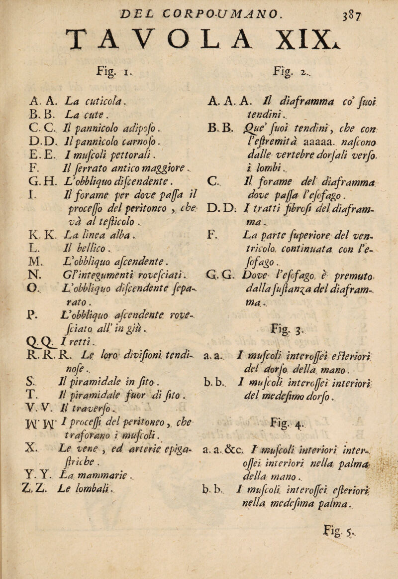 TAVOLA XIX. Fig. 1. A. A. La cuticola... B. B. A^ e#??. C. C. Il pannìcolo adipofo. D. D. Il pannìcolo carnoso, E. E. I mufcolì pettorali. E 11 ferrato antico maggiore ... G. H. Uobbliquo difendente. L 11 forame per dove paffa il proceffo del peritoneo y che: va al tejìicolo .. K . K. La linea alba. L. Il bellico.. M. Uobbliquo afe adente. N. GFintegumentì rovefiati* O. Uobbliquo difendente fepa- rato. P. Uobbliquo afcendente rovc fiato all in già.. / fW/ R. R. R. Le loro dìvifionì tendi- nofe... S. Il piramidale in fito . T. Il piramidale fuor di fito . V. V. Il tr aver fi... Ipr°cefft del peritoneo y che traforano i mufcolì. X. A*> 5 ^ arterie epiga- lìriche. Y. Y. A<# mammarie*_ Z. Z. Le lombali.. '< Fig. 2.. A. A. A. // diaframma co’ fuoi tendini... B B. Queì fuoì tendini y che con Fefiremità aaaaa. nafono dalle vertebre dorjali verfo,. ì lombi... C // forame del diaframma dove pajfa Fefifago. D. D. / fibrcfi del diafram¬ ma . F. A^ fuperiore del ven¬ tricolo, continuata con Fe- ffago,^ G. G. Dove l’effago, e premuto* dalla fu fianca del diafram¬ ma. O. Fig; 3. a. a. / mufcolì ìnteroffeì efìeriorì del dorjo della, mano. b. bo. / mujcoli ìnteroffeì interiori del me de fimo dorfi. Fig. 4. i ; . ..... 'T' r . v‘ a.a.&c, / mufcolì. interiori ìnter^ ofjei interiori nella, palma?, della; mano.. b b» I mufcolì Ìnteroffeì efìeriorì nella, me de firn a palma.