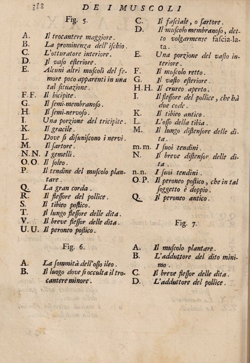A. Il trocantere maggiore. B. La prominenza dell’ ifcbio. C. L otturatore interiore. D. jl vafo efleriore. E. Alcuni altri mufcoli del fe¬ more poco apparenti in una tal fit nazione. F. F. Il bicipite. G. Il femlmembranofo. . FF 11 femi-nervofo. I. Una porzione del tricipite. K. Il gracile. L. Dove fi difunifcono i nervi. M. Il farfare. N. N. I gemelli. O. 0. Il foleo. P. Il tendine del mufcolo plan¬ tare . 0^ La gran corda. R II fleffore del pollice. S. Il tibieo poflico. T. il lungo fleffore delle dita. y* H breve flejfor delle dita. U. U. Il peroneo poflico. * j«l 1 ' \ \ V. V ' tf Fig. 6. A. La fommita delVofjo ìleo. B. Il luogo dove fi occulta il tro¬ cantere minore . C. Il fafri ale y o farfare. D. Jl mufcolo membranofo, det¬ to volgarmente fafcia-la- ta. E. Una porzione del vaflo in¬ teriore , F. Il mufcolo retto. 7 G. // va fio e fi e riore. H. H. Il crureo aperto. I. Ilfleffore del pollice, chehà due code. K. Il tibieo antico. L. Voffo della tìbia . M. Il lungo difienfore delle di- ta. m. m. I furi tendini. N. Il breve diflenfor delle di¬ ta . n. n. I furi tendini. O. P. Il peroneo poflico, che in tal foggetto è doppio. il peroneo antico . \ — * . * * ■ Fig. 7. A. Il mufcolo plantare. B. LI adduttore del dito mini¬ mo . C. fi breve flefjor delle dita . D. LI adduttore del pollice. V