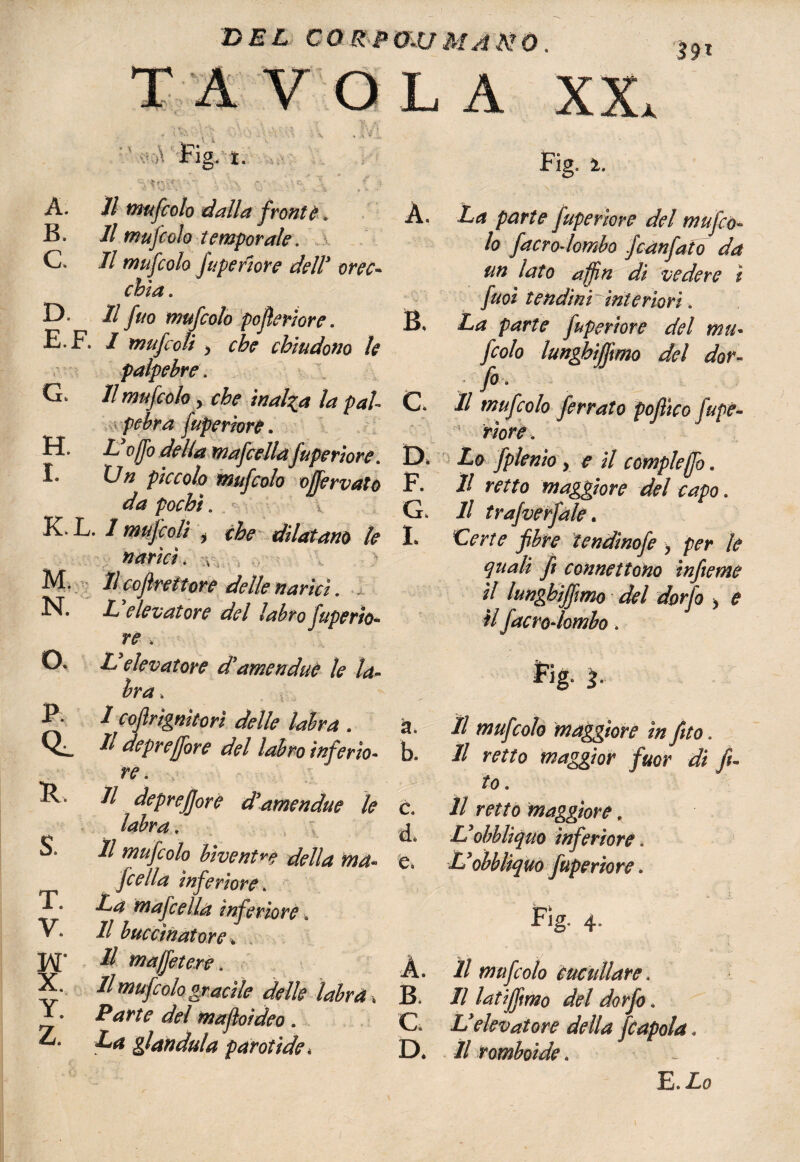 DEL C0RJPO.U « A. Il mufcolo dalla front? * B. Il mufcolo temporale. .a C. // mufcolo fu peri or e dell* orec- D. Il fuo mufcolo poflerìore. E. F. / mufcoli ^ che chiudono le palpebre. G> Il mufcolo y che inalba la pal¬ pebra fuperiore. H. L’oflò della mafcellafuperiore. I. XJn piccolo mufcolo ojfervato da pochi. K. L. / mufcoli y che dilatano le narici. , M. Il cojìre fiore delle narici. , N. X elevatore del labro fuperio¬ re . O. L elevatore d'amendue le la- ira . P. 1coftrignitorì delle labra . Ql 11 depreffore del labro inferio¬ re. R. S. T. y. ■W X. Y. Z. Il deprefjore d'amendue l labra. Il mufcolo biventr? della ma fcella inferiore. La mafcella inferiore . Il buccinai or e * // majfetere. Il mufcolo gracile delle labrà Parte del mafloideo. La gianduia parotide* L A XX, Fig. i. A. La parte fuperiore del mufco¬ lo facro-lombo fcànfato da un lato a fin di vedere i fuoi tendini^interiori. B. La parte fuperiore del mu¬ fcolo lunghiffmo del dor¬ fo. C II mufcolo ferrato pofiico jupe- \ riore. D* Lo fplenio , e il compieffo. F- Il retto maggiore del capo. G. Il trafverfàle. L Certe fibre tendinofe y per le quali fi connettono ìnfieme il lunghiffmo del dorfo y e il facro-lombo. p\g. i. Il mufcolo maggiore in fito. b. Il retto maggior fuor di fi¬ to . c. Il retto maggiore. d* Uobbliquo inferiore. e» L’obbliqUò fuperiore. Fig„ 4, A. Il mufcolo cuculiare. B. Il latiffmo del dorfo. C* Uelevatore della fùapola. D. Il romboide. E. Lo