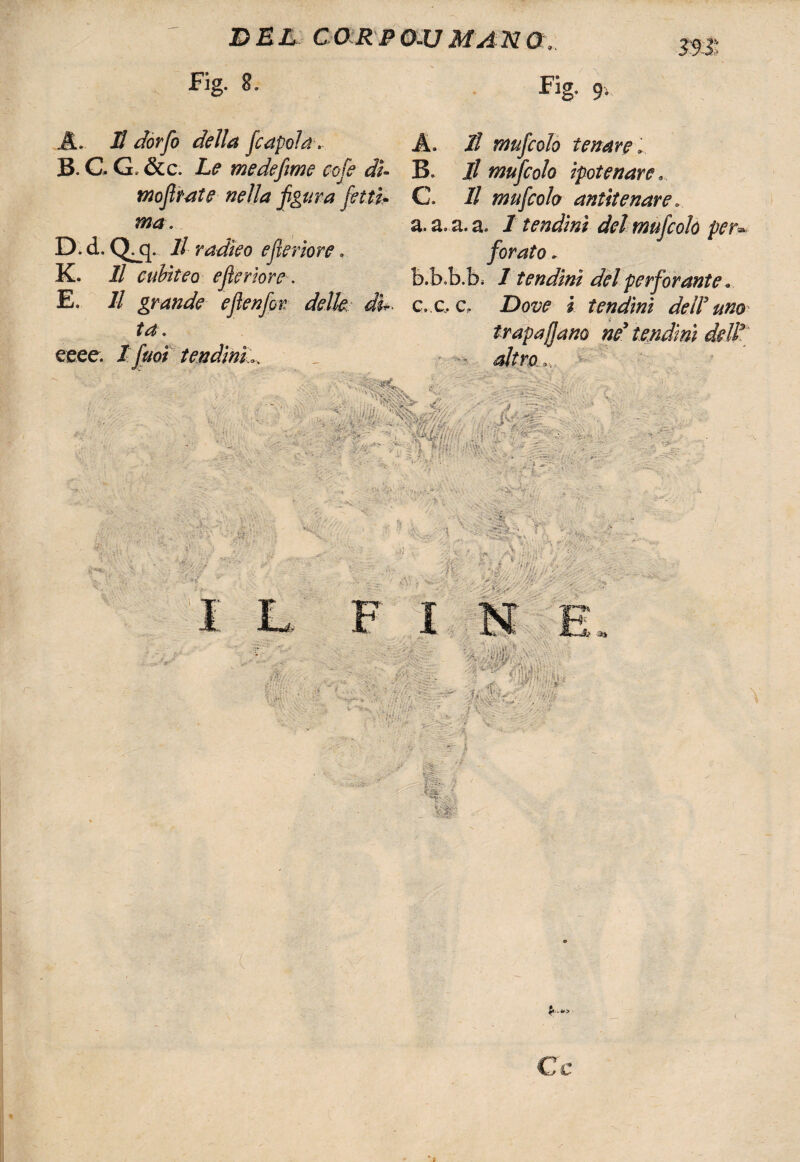 Fig. 8, JL E dorfo della fcapoln. B.CG.&c. Le medefime cole dì* moflrate nella figura fetti.* ma. D. d. Q^q. Il radico efiieriore » K. Il cubìtea efleriore. E. Il grande efienfor ta. eeee. / fimi tendini Fig, 9,.. A. // mufcolo tenare > B. il mufcolo ipotenare C. // mufcolo antitenare. a. a, a. a. / tendini del mufcoh per* forato* b. b,b.b, I tendini del perforante » c. c. c, Dove i tendini de W uno Uno ne5 'iV-V 1/ •' -.r-, '*vi ì. ' .  :-ir v^'x • • ' .• ‘ . V. '■-■■■■■’ •' i-' - ' ' ■' ) qli ' i . & ;