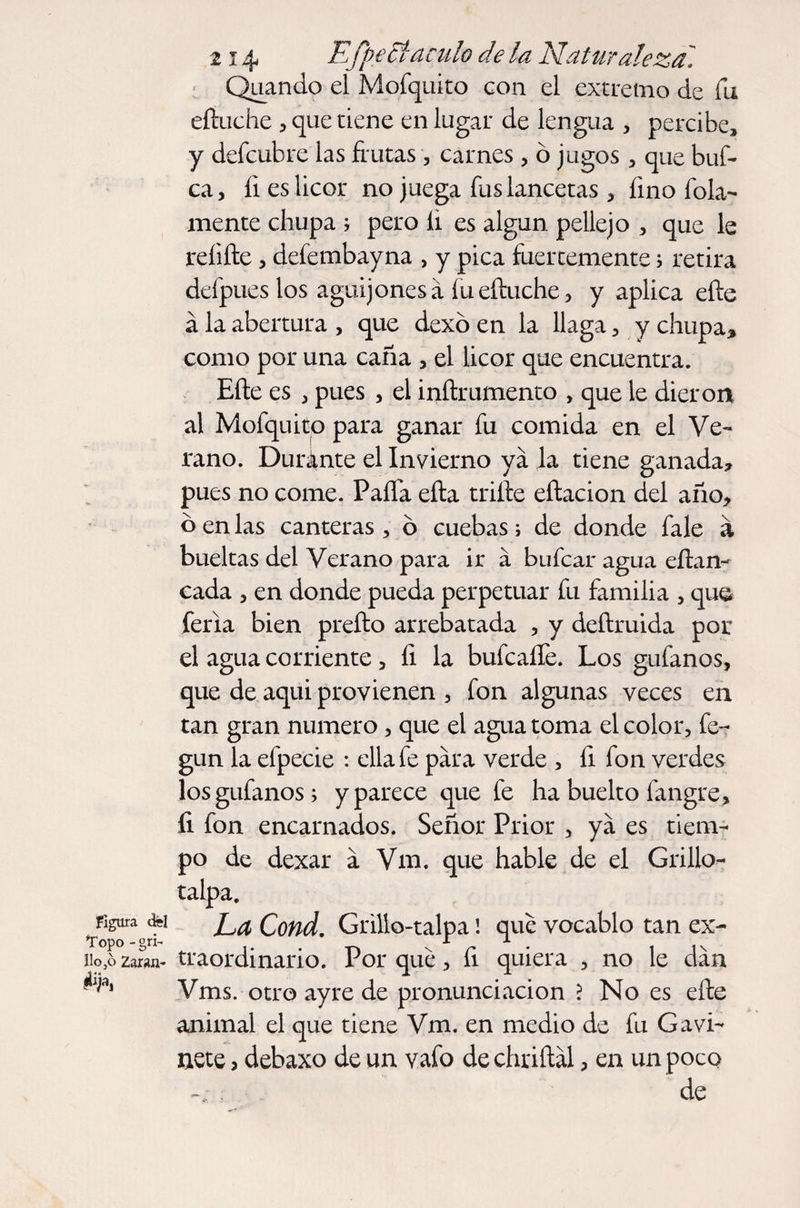 Quando el Mofquito con el extremo de lu eíiuche , que tiene en lugar de lengua , percibe, y defcubre las frutas , carnes , ó jugos, que buf- ca, li es licor no juega fus lancetas, fino fola- mente chupa ; pero li es algún pellejo , que le rehíle, defembayna , y pica fuertemente; retira defpues los aguijones a íueíluche ^ y aplica efte á la abertura , que dexó en la llaga, y chupa* como por una caña , el licor que encuentra. Eíle es , pues , el inílrumento , que le dieron al Mofquito para ganar fu comida en el Ve¬ rano. Duránte el Invierno ya la tiene ganada, pues no come. Paífa eíla trille eílacion del año, o en las canteras , ó cuebas ; de donde fale á bueltas del Verano para ir á bufcar agua eílan- cada , en donde pueda perpetuar fu familia , que feria bien preílo arrebatada , y deílruida por el agua corriente, fi la bufcaífe. Los guíanos, que de aqui provienen , fon algunas veces en tan gran numero , que el agua toma el color, fe- gun la efpecie : ella fe para verde , fi fon verdes los guíanos; y parece que fe ha buelto fangre, íi fon encarnados. Señor Prior , ya es tiem¬ po de dexar a Vm. que hable de el Grillo¬ talpa. Figura cfei Cond. Grilio-talpa ¡ que vocablo tan ex- *Topo - gri- X J- lio ,6 Zaran- traordinario. Por que, fi quiera , no le dan ^ Vms. otro ayre de pronunciación ? No es eíle animal el que tiene Vm. en medio de fu Gavi- nete , debaxo de un vafo de chriílál, en un poco de