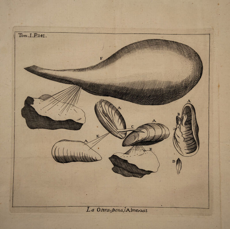 > Tom ,I,P24I v. L a 0 ftra-rj)en a, i A.lme-^oa5 J