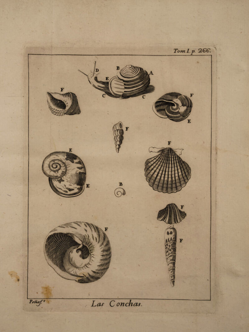 f Las Conchas. Tom l.p. — _ w