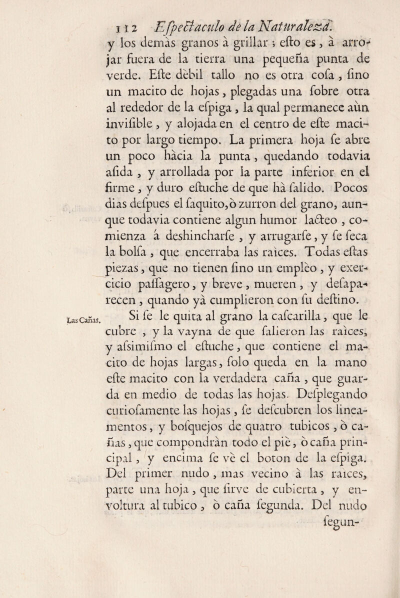 Las Cañas. y los demás granos á grillar ; eíto es , á arro¬ jar fuera de la tierra una pequeña punta de verde. Eíte débil tallo no es otra cofa , fino un macito de hojas, plegadas una fobre otra al rededor de la efpiga, la qual permanece aun invifible, y alojada en el centro de eíte maci- to por largo tiempo. La primera hoja fe abre un poco hacia la punta, quedando todavia afida 3 y arrollada por la parte inferior en el firme 3 y duro eítuche de que ha falido. Pocos dias defpues el faquito, ó zurrón del grano, aun¬ que todavia contiene algún humor ladeo 5 co¬ mienza a deshincharfe , y arrugarfe, y fe feca la bolfa 3 que encerraba las ralees. Todas eítas piezas 3 que no tienen fino un empleo 3 y exer- cicio paífagero 3 y breve 5 mueren 5 y delapa-* recen 5 quando ya cumplieron con fu deítino. Si fe le quita al grano la cafcarilla, que le cubre , y la vayna de que falieron las raíces, y afsimifmo el eítuche 5 que contiene el ma¬ cito de hojas largas, folo queda en la mano efte macito con la verdadera caña , que guar¬ da en medio de todas las hojas. Defplegando curiofamente las hojas, fe defeubren los linea¬ ment os , y bofquejos de quatro tubicos 3 ó ca¬ ñas 3 que compondrán todo el pie, ó caña prin¬ cipal , y encima fe ve el boton de la efpiga. Del primer nudo , mas vecino á las raíces, parte una hoja , que íirve de cubierta , y en¬ voltura al tabico , ó caña fegunda. Del nudo fegun-