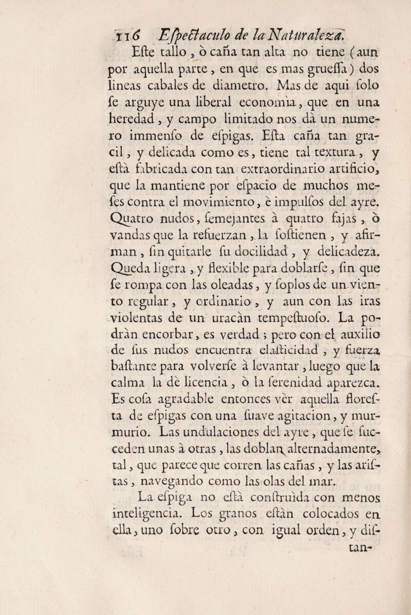 Eñe tallo , ó caña tan alta no tiene (aun por aquella parte , en que es mas gruefla) dos lineas cabales de diámetro. Mas de aquí folo fe arguye una liberal economía , que en una heredad > y campo limitado nos da un nume¬ ro immenfo de efpigas. Efta caña tan grá¬ cil , y delicada como es , tiene tal textura , y efta fabricada con tan extraordinario artificio, que la mantiene por efpacio de muchos me- fes contra el movimiento, é impulfos del ayre. Quatro nudos, (enrejantes a quatro fajas , 6 vandas que la refuerzan La foftienen , y afir¬ man , fin quitarle fu docilidad , y delicadeza. Queda ligera , y flexible para doblarfe, fin que fe rompa con las oleadas, y foplos de un vien¬ to regular, y ordinario , y aun con las iras violentas de un uracán tempeftuofo. La po¬ dran encorbar, es verdad ; pero con el auxilio de fus nudos encuentra elafticidad , y fuerza bañante para volverfe á levantar, luego que la calma la de Ucencia , b la ferenidad aparezca. Es cofa agradable entonces ver aquella floreft ta de efpigas con una fuave agitación, y mur¬ murio. Las undulaciones del ayre , que fe fuc- ceden unas a otras, las doblan alternadamente, tal, que parece que corren las cañas, y las arií- tas , navegando como las olas del mar. La efpiga no efta conftruida con menos inteligencia. Los granos eftán colocados en ella,uno fobre otro, con igual orden,y dif-