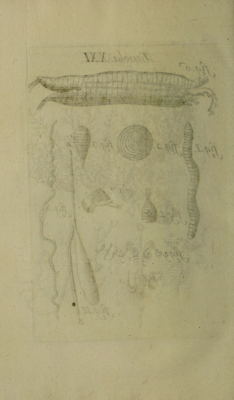 • ì ,. t . *rm • ■ •> • f ‘v' ' •• -, • • Ò A. i.'- <■ * V1’*' ■ . ' . • >r. . ,, •* *. ■ \i : . : • •» 'f 1 4 ■ • ■v*-r >lv* • )> r -r ' *'* . X ’ ; ; ■ ■ ■ . -.v: ■ x ’ . -•*•• 4 '■** -/ f ■ I.* '**“ .. t . 1 ' ■*>' • . ’ *• ’ . i X s o