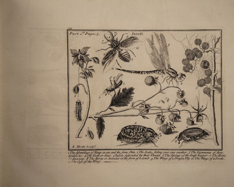 Spidery ko. 4- TAe TeecA or S'ansj. çTrfecUffp ended An/ tAeer TAreeid. S T Ac Spring J'die ûraf/icpper. J TAcJdcm or Antennoe. S TAe JTorru or'A/Uermec in die form of a Com A. p The TTûu/j fn Trop on TAp, ro TAe TiAn/j ef a Toc de // TAe Café pCdie JVAnpJ. - ——-