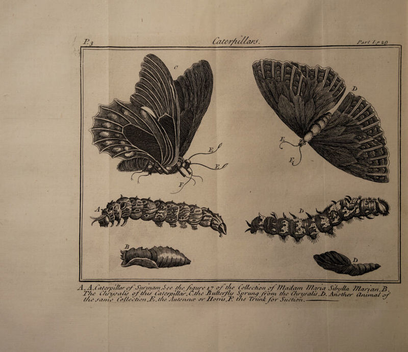 /*ar£' / /> 2- C) F 3 Catcr/ii//arj. A., Ajuterpi/Jur of Surinam %S ee fto f/guro 17 a/the fo/lechon cf Zftadgm //fanot Stfa//fa Tftartan .1$. T/io C'/iryj-cilù of'fus Caterpl/far. t.t/ie Mu&erfh/ Sprung front t/ie ch/ysalù.Z). Another (Zrutna/ of //u* Jiim o Sof/eotte/i t/ie Ante*/unr o/A Ilor/u t/ie Trun/c ftTtA St t eh on. — u* Jn/tio