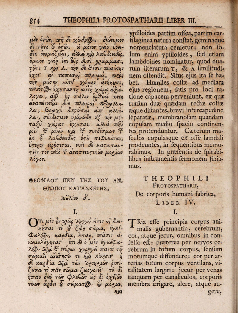 954 μὲν. ἐῶν, πῆς γἃ xoi. wes dé τῶτο Ὁ og. καὶ (μόνον. ye: ott δὲς ὀκρμεοίζ εἶα e. D VP λαδδοειδές, Gol γάρ ἔς: Gis duci Dedppuam, τῷτε Y καὶ Δι τὴν δὲ Sé Τοιουύτην ἔχει αἱ TU εἰν ἢ σλευρα!,, ee9s “σὴν μέσην. LA MPa ὠνήκεσι, Atos ἔχωσαν τῇ αὐτῇ p ἀξιο- λογοὸν, ἀῷ΄᾽ ἧς πώλιν ὄρϑιαί τινες εἰνωτείνονζαι τ πλευρὰ! ΖΦ δοἱλλη- jon βραχὺ ; dies ὥσωι au αλλή- ων, σύνδεσμον υλδυώδη xL τὴν με- τὰ ? ᾿ χώραν ἐχέσαι, aM c: p μυῶν «op συνδέσμων “ἢ ἐκ E λαδδοειδὲς 038 πεφυκότων, ὕσερον. εἰρήσεται, νυνὶ δὲ A τὰ deii σέον τὸν πϑι ^P. ἀναπνευτικῶν μορίων λόγον, | &amp;EOoAOT ΠΕΡῚ ΤῊΣ TOY AN. OPOIOT KATAXKETHZ, de WT j L T4 ι μὲν ὧν Q1. exei εἰσιν ep j d- κϑσωι T7»? $ oy Cap, ἐγκέ- QaX9», καρδίᾳ Ἶ dT, Wc a- γωμολόγητωι ,tri δὲ ὁ μὲν ἐγκέφω- λί. 2j τ νεύρων xe νεῖ παντὶ τῷ σωμαΐς ea ἡσίν τε καὶ κίνησιν 3 δὲ κορδ ie 3e τῶν Σρτηθλῶν ῥιπί. ζεσω τὸ πᾶν ! σώμον ζωογονεῖ τὸ δὲ ἥπαρ die τῶν Φλεδῶν ὡς di ὀχέων TIVay dani $ σώματῷ. ἃ μόρφιει, X9 nomenclatura cenfetur: non í lum. enim ypfiloides , fed etiam lambdoides nominatur, quod dua- bet. Humiles coftz ad mediana eque diftantes, brevi intercapedine feparat&amp;, membranofam quandam copulam medio ípacio continen- tes protenduntur, Ceterum mu- fculos copulasque ex offe lamdali prodeuntes, in fequentibus memo- rabimus. In preíentia de fpirabi- libus inftrumentis fermonem finia- mus, 4 HRBEOPFHIEL q PROTOSPATHARIL, De corporis humani fabrica, - Lisrna IV. Ὑ {Ὁ efle principia corpus ani- malis gubernantia ,. cerebrum, Cor, atque jecur, omnibus in con- feffo eft: pr&amp;terea per nervos ce- rebrum in totum corpus, fenfum motumque diffundere: cor per ar- terias totum corpus ventilans, vi- talitatem largiri: jecur per venas tanquam per canaliculos, corporis membra irrgare, alere, atque au- gere,