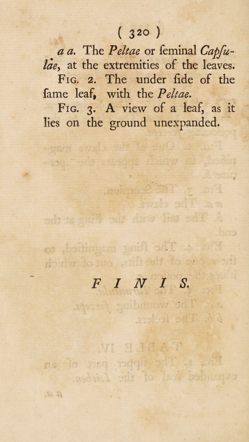 ( 320 ) a a. The Peltae or feminal Capfu- lae^ at the extremities of the leaves. Fig, 2. The under fide of the fame leaf* with the Peltae. Fig. 3. A view of a leaf, as it lies on the ground unexpanded. FINIS. V