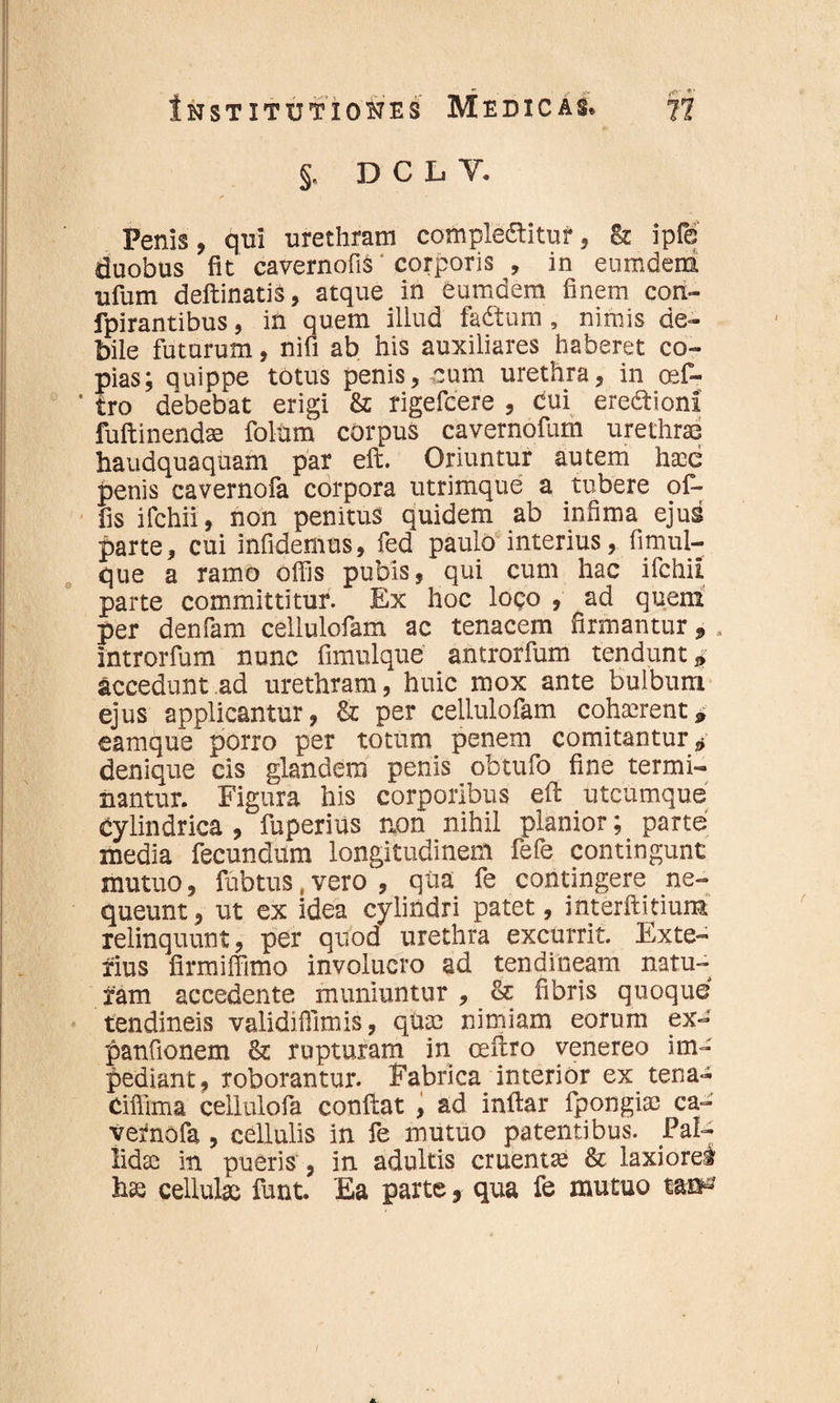 §, D C L V. Penis, qui urethram complebitur, & ipfe duobus fit cavernofis ‘ corporis , in eumdem ufum deftinatis, atque in eumdem finem con- fpirantibus, in quem illud fabum , nimis de¬ bile futurum, nifi ab his auxiliares haberet co¬ pias; quippe totus penis, cum urethra, in oef- * tro debebat erigi & rigefcere , dui erebioni fuftinendae folum corpus cavernofum urethrae haudquaquam par eft. Oriuntur autem ha3C penis cavernofa corpora utrimque a tubere of¬ fis ifchii, non penitus quidem ab infima ejus parte, cui infidemus, fed paulo interius, fitnul- que a ramo olfis pubis, qui cum hac ifchii parte committitur. Ex hoc Ioqo , ad quem per denfam cellulofam ac tenacem firmantur , . introrfum nunc fimulque antrorfum tendunt „ accedunt ad urethram, huic mox ante bulbum ejus applicantur, & per cellulofam cohaerent, eamque porro per totum penem comitantur* denique cis glandem penis obtufo fine termi¬ nantur. Figura his corporibus eft utcumque cylindrica , fuperius non nihil planior; parte inedia fecundum longitudinem fefe contingunt mutuo, fubtus, vero , qua fe contingere ne¬ queunt, ut ex idea cylindri patet, interftitium relinquunt, per quod urethra excurrit. Exte¬ rius firmiffimo involucro ad tendineam natu¬ ram accedente muniuntur , & fibris quoque tendineis validiflimis, quae nimiam eorum ex- panfionem & rupturam in ceftro venereo im¬ pediant, roborantur. Fabrica interior ex tena- ciffima cellulofa conftat , ad inftar fpongiae ca- vetnofa , cellulis in fe mutuo patentibus, pal¬ lidas in pueris , in adultis cruentae & laxiorei hae cellulae funt Ea parte, qua fe mutuo tao^ /