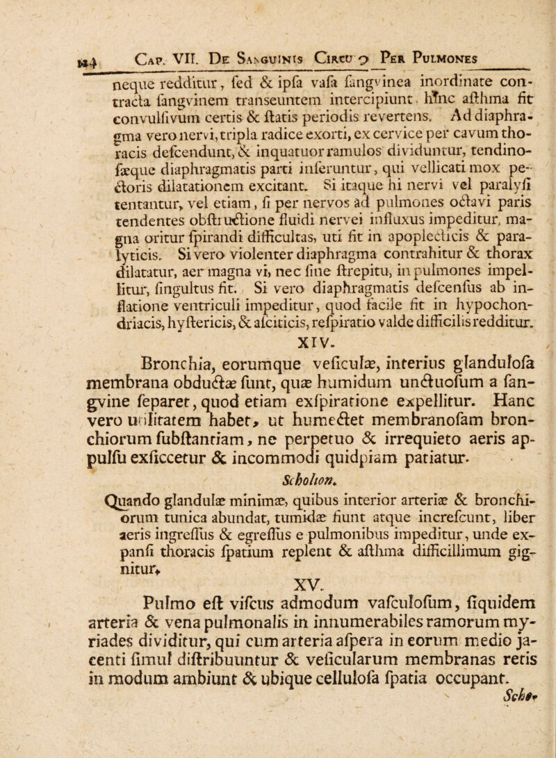 &4 neque redditur , fed & ipfa vafa fangvinea inordinate con¬ tracta fangvinem transeuntem intercipiunt, hinc afthma fit eonvulllvum certis & flatis periodis revertens, Ad diaphra¬ gma vero nervi, tripla radice exorti, ex cervice per cavum tho¬ racis defcendunt, & inquatuor ramulos dividuntur, tendino- feque diaphragmatis parti inferuntur, qui vellicati mox pe¬ ctoris dilatationem excitant. Si itaque hi nervi vel paralyfi tentantur, vel etiam, li per nervos ad pulmones oCtavi paris tendentes obftrinftione fluidi nervei influxus impeditur, ma¬ gna oritur fpirandi difficultas, uti fit in apopledicis & para¬ lyticis. Sivero violenter diaphragma contrahitur & thorax dilatatur, aer magna vi, nec line ftrepitu, in pulmones impel¬ litur, fingultus fit. j Si vero diaphragmatis defcenfus ab in¬ flatione ventriculi impeditur, quod facile fit in hypochon¬ driacis, hyftericis, & alciticis, refpiratio valde difficilis redditur. XIV. Bronchia, eorumque vefkula?, interius glandulofa membrana obdu<ftae funt, qua? humidum un&uofum a fan- gvine feparet, qnod etiam exfpiratione expellitur. Hanc vero utilitatem habet* ut hurneflet membranofam bron¬ chiorum fubftanriam, ne pex-petuo & irrequieto aeris ap- pulfu exliccetur & incommodi quidpiam patiatur» Schohon* /\ Quando glandula? minima?, quibus interior arteris & bronchi¬ orum tunica abundat, tumidae fiunt atque increfcunt, liber aeris ingrefliis & egreflus e pulmonibus impeditur, unde ex- panfi thoracis fpatium replent & afthma difficillimum gig¬ nitur. XV. Pulmo eft vifcus admodum valculofum, fiquidem arteria & vena pulmonalis in innumerabiles ramorum my- riades dividitur, qui cum arteria aipei a in eorum medio ja¬ centi fimuf diftribuuntur & velicularum membranas retis in modum ambiunt & ubique ceilulofa fpatia occupant. -■ Sehfr