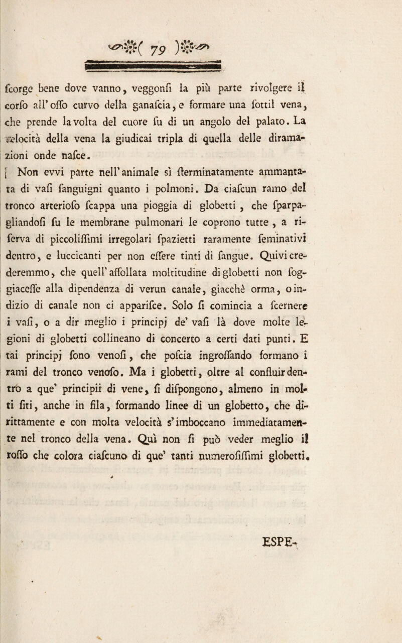 yp )v{?'^ fcorge bene dove vanno, veggonfi la più parte rivolgere il eorfo alPoffo curvo della ganafcia,e formare una fottil vena, che prende la volta del cuore fu di un angolo del palato. La velocità della vena la giudicai tripla di quella delle dirama* zioni onde nafce. [ Non evvi parte nell'animale sì flerminatamente ammanta¬ ta di vali fanguigni quanto i polmoni. Da ciafcun ramo del tronco arteriofo fcappa una pioggia di globetti , che fparpa- gliandofi fu le membrane pulmonari le coprono tutte , a ri¬ ferva di piccolilfìmi irregolari fpazietti raramente feminativi dentro, e luccicanti per non effere tinti di fangue. Quivi cre¬ deremmo, che quell'affollata moltitudine di globetti non fog¬ giacele alla dipendenza di verun canale, giacché orma, oin¬ dizio di canale non ci apparifce. Solo fi comincia a fcernere i vali, o a dir meglio i principi de' vali là dove molte le¬ gioni di globetti collineano di concerto a certi dati punti. E fai principi fono venofi, che pofcia ingroffando formano i rami del tronco venofo. Ma i globetti, oltre ai confluir den¬ tro a que' principi! di vene, fi difpongono, almeno in mol¬ ti fiti, anche in fila, formando linee di un globetto, che di¬ rittamente e con molta velocità s’imboccano immediatamen¬ te nel tronco della vena. Qui non fi può veder meglio il rofio che colora ciafcuno di que’ tanti numerofifiìmi globetti.