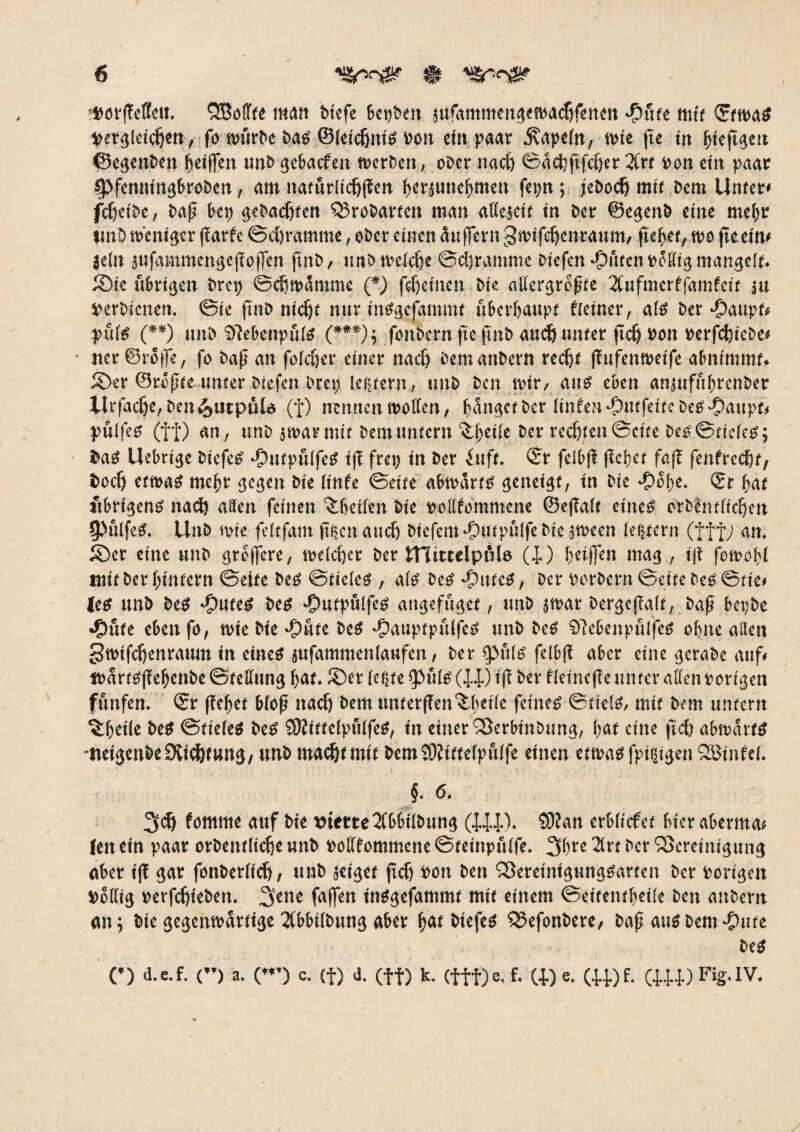 fDorßefleu. QBoSfte man btefe Serben aufammenjetoacftfenen tyntt mit <£tm$ fetgleicften, fo tourbe bas' ©(etcftnt's bon dit paar jvapefa, tote fte tn ftteßsett ©e^enben beiffen unb tjebacfen werben, ober naeft ©aeftftfefter 2Crf bon ein paar $>femttn3broben, am naturltcftßen fterauneftmett fcpn; jeboeft mit bem Unter* fcftetbe, baß bet; ^ebaeftten Q3robarten man aKeaett tn ber @e<$enb eine me^r imD ft>ent#er f^arfe ©eftramme, ober einen äußern gtbifeftenraum, -fieser, wo fte ein* $e(n aufammemjeßoßen ftnb, unb tbdefte ©eftramme Dtefcrt ‘Outen heftig mangelt. üDie übrigen bret; ©efttoämme (*) fdjetnen bte allergrößte 2tufmerffamfdt ja perNcnen. ©ie ftnb ntcftt nurtnsgefammt überhaupt deiner, ate ber •Oaupr# pute (**) unb Sftebettpulo (***); fonbern fte ftnb aueft unter fteft bon berfeftiebe* ncr ©roße, fo baß an fofefter einer naeft bemanbern rec^t ßufembdfe abntmmt* iDer ©roßte unter bcefen Drei; ledern, unb ben toir, aus eben anjufuf;renber ilrfacfte, ben^tupßld (f) trennen motten, ftan^ef ber (infen^tttfeitebeO'Oaup^ pülfes (ff) an, unb jnoarmit bemuntern %f;eile ber reeftten©eite bes©ttdes; bas Uebrige biefeS ‘OutpulfeS iß frei; in ber iuft. ©r fdbß ße^ef faß fenfreeftt, boeft ettoas mehr gegen bte Itnfe ©eite abtoarts geneigt, tn bie -C>ope. ©r f;ar übrigens naeft aften feinen ^heilen bte boftfommene ©eßalc eines orblntlteften 5>ulfeS. Unb tote fdtfam jtgen aueft biefem^)tupu(febie5tbeen legtern (tft/ an. £)er eine unb / toelcfter ber mitceipiMö (i) beißen mag , iß fetoohl mit ber hintern ©eite bes ©fielet , als Des Rittes, ber borbern©eitebes@tie* les unb bes ^putes bes •Outpulfes angefuget, unb atoar bergeßalt, baß bepbe •Oute eben fo, tote bte Oute Des ^pauptpulfe^ unb Des Sftebenpfiljes ohne allen Stotfcftenraum tn etneo attfammenlaufen, ber $pfils felbß aber eine gerabe auf# Jbartsßchenbe ©teftung f;at. £)er (egte 9PulS (44) iß ber detneße unter allen bongen futtfen. ®r ßeftet bloß ttaeft bem tmterßen^betle feinet ©tiels, mit Dem untern %f;et(e Des ©tiefes Des SJIittdpulfeS, tn einer 25erbmDung, (;at eine fteft abmarfS 'ttetgen&eDÜcftwng, unb rnacftt mit DemS)?ttte(pu(fe einen etwas fptgigen 2Bfnfe(. $. ö. 3eft fomme auf bte Sterte2fbbtlbung (f!4)» Sftan erbltcfet fucraberma* len ein paar orbewltcfte unb boftfommenc ©tetrtpulfe. 3(;re 2lrt ber Bereinigung aber tß <$ar fonber(tcft, unb ad^et ß<^ oon ben ^erdntgunö^arten ber oort^en OoKig oerfeftieben* 3ene faßen tn^efammt mit einem ©ettentßdle ben anbern an; bie gegentoarttße 2(bbi(bun3 aber ftat btefeo S5efonbere, baß au^ bem «Oute beO C) d.c.f. C) a. («’) c. (f) d. (ff) k. (fff) e, f. (4.) e. (W)f, (4.U)Fig.IV.