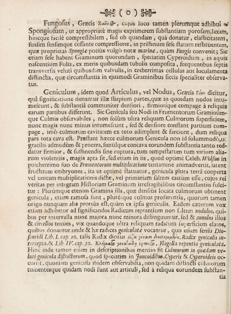 Fungofus, Grxcis cujus loco tamen plerumque adhibui W SpOllgiofum ut appropriate magis exprimerem fubllantiam porofam, laxam, hincque facile comprefiibiiem , fed ob quandam , qua donatur, elaflicitatem, fenfim fenfimque celfantecomprdfione, in priflinum fefe flatum reflituentem, quae proprietas Spongu potius vulgo notae marinx, quam Fungis convenit; Sic etiam fefe habent Graminum quorundam , fpeciatim Cyperoidum , in aquis nafcentium Folia, ex meris quibusdam tubulis compofita , frequentibus feptis transverfis veluti quibusdam valvulis,in creberrimas cellulas aut loculamenta diffinitis, quas circumflantia in ejusmodi Graminibus fkcis fpecialiter obferva- tur. Geniculum 3 idem quod Articulus3 vel Nodus3 Grxcis rdvu dicitur, qua fignihcatione donantur ilis flirpium partes,quae in quosdam nodos intu- mefeunt, & fubllantia communiter denfiori , firmionque compage a reliquis earum partibus differunt. Sic Genicula feu Nodi in Frumentorum Graminum¬ que Culmis obfervabiles , non folum ultra reliquam Culmorum fuperficiem, nunc rnagis nunc minus intumefeunt , fed & denfiore conflant partium com¬ page , imo culmorum cavitatem ex toto adimplent & farciunt, dum reliqua pars tota cava eft. Prxflant hxcce culmorum Genicula non id folummodo,ui gracilis admodum & procera, fimulque concava eorundem fubflantia tanto red¬ datur firmior , & fuflinendis fine ruptura, tum tempeflatum tum virium alia¬ rum violentiis , magis apta fit,fed etiam in iis , quod optime Celeb. TVblfrn in pulcherrimo fuo de Frumentorum multiplicatione tentamine animadvertit, latent frudtuum embryones , ita ut optime (fatuatur, genicula plura terra cooperta vel unicam multiplicationis di£tx, vel primariam laitem caufam effe, cujus rei veritas per integram Hiftoriam Graminum irrefragibilibus circumflandis fulci¬ tur : Plerumque etenim Gramina illa,quae denfius locata culmorum obtinent genicula , etiam ramo (a funt, pluresque culmos proferentia, quorum tamen origo nunquam aha prorsus eft,quam ex ipfis geniculis. Eadem exterum vox edam adhibetur ad fignificandos Radicum reptantium non fdtem nodulos, qui¬ bus per intervalla nunc majora nunc minora dillinguuntur, fed fkannulos illos Si circellos tenues, vix quandoque ultra reliquam radicum fuperficiem elatos, quibus donanturunde & hx radices geniculata vocantur, quo etiam fenlu Dio- fcoridi Lib.L cap. io. tafis Radix dicitur pl& y>m<n JWRadix geniculis in* £ er cepia, & Lib IV. cap 30. yovsflaty egmv 5 , Flagella repentia geniculata• Hinc mde tamen edam in deferipuonibus mentio fit Culmorum in qu&dam ve* luti genicula difiinFtorum, quod fpeciatim in Juncoidibm,Cyperis & Cjperoideis oc- curnt, quoniam genicula ibidem obfervabilia, non quidam diftiniti culmorum tumentesque quidam nodi funt aut articuli, fed a reliqua eorundem fubftan-