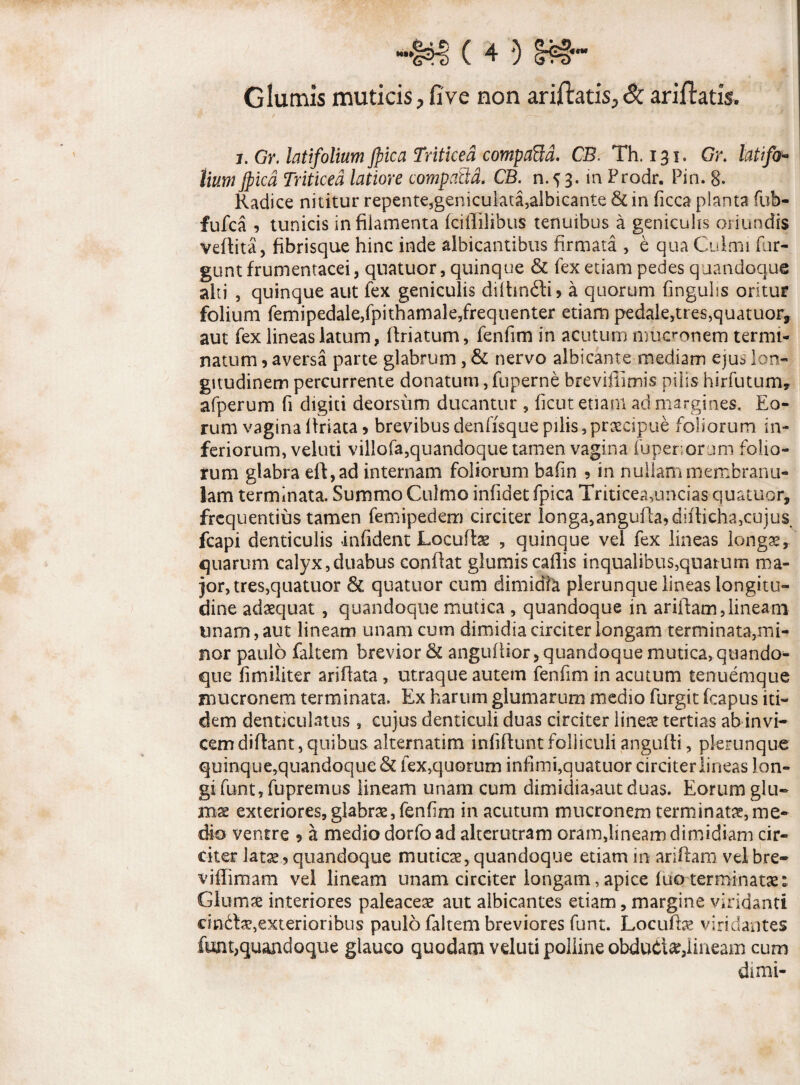 Glumis muticis > fi ve non ariftatis^ <$c ariftatis. j.Gr, latifolium jpica Triticea compaBd. CB. Th. 131. Or. latifo- lium Jpicd Triticea latiore compaBd. CB. n.53. in Prodr. Pin. 8. Radice nititur repente,geniculata,albicante & in ficca planta fub- fufca 5 tunicis in filamenta fciflilibus tenuibus a geniculis oriundis veffita, fibrisque hinc inde albicantibus firmata , e qua Culmi fur- gunt frumentacei, quatuor, quinque & fex edam pedes quandoque alti , quinque aut fex geniculis difhndtU a quorum fingulis oritur folium femipedale,fpithamale,frequenter etiam pedale,tres,quatuor* aut fex lineas latum, (friatum, fenfim in acutum mucronem termi¬ natum 9 aversa parte glabrum, & nervo albicante mediam eju* lon¬ gitudinem percurrente donatum, fuperne brevifiimis pilis hirfutumy afperum fi digiti deorsum ducantur , ficut etiam ad margines. Eo¬ rum vagina lfriata 9 brevibus denfisque pilis, praecipue foliorum in¬ feriorum, velud villofa,quandoque tamen vagina fuperiorum folio¬ rum glabra efl,ad internam foliorum bafm 9 in nullam membranu¬ lam terminata. Summo Culmo infidet fpica Triticea,uncias quatuor, frequentius tamen femipedem circiter longa,anguf^diffichajcujus. fcapi denticulis infident Locufi» , quinque vel fex lineas longae, quarum calyx,duabus conflat glumis callis inqualibus,quarum ma¬ jor, tres,quatuor & quatuor cum dimidia plerunque lineas longitu¬ dine adaequat , quandoque mutica , quandoque in ariifam,lineam tmarn,aut lineam unam cum dimidia circiter longam terminata,mi¬ nor paulo Citem brevior & anguliior,quandoquemutica, quando¬ que fimiliter arifhta , utraque autem fenfim in acutum tenuemque mucronem terminata. Ex harum glumarum medio furgit fcapus iti¬ dem denticulatus , cujus denticuli duas circiter lineae tertias ab invi¬ cem diflant, quibus alternatim infiflunt folliculi anguffi, plerunque quinque,quandoque & fex,quorum infimi,quatuor circiter lineas lon¬ gi funt, fupremus lineam unam cum dimidia,aut duas. Eorum glu¬ mae exteriores,glabrae,fenfim in acutum mucronem terminat»,me¬ dio ventre 9 a medio dorfoad alterutram oram,lineam dimidiam cir¬ citer latae 9 quandoque muticae, quandoque etiam in aridam vel bre- vjflimam vel lineam unam circiter longam, apice luo terminatae: Glumae interiores paleaceae aut albicantes etiam, margine viridanti cindtae,exterioribus paulo faltem breviores funt. Locufbe viridantes funt,quandoque glauco quodam velud polline obduci»,lineam cum di mi-