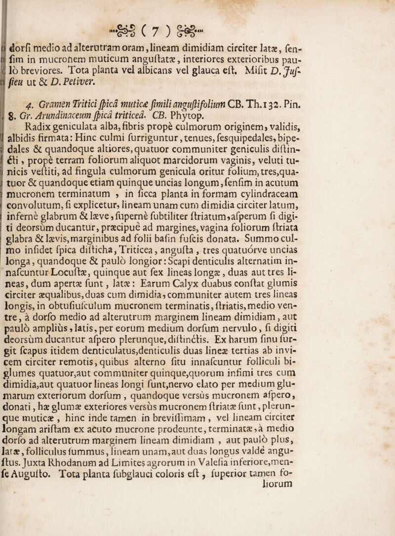 o dorfi medio ad alterutram oram, lineam dimidiam circiter latae, fen- n fim in mucronem muticum anguflatae, interiores exterioribus pau- 116 breviores. Tota planta vel albicans vel glauca effi Mifit D.Juf* 4 fi eu ut & D. Petiver. 4. Gramen Tritici jpicd mutica fimilianguftifolium CB. Th.132. Pin. , 8. Gr. Arundinaceum jpicd triticea. CB. Phytop. Radix geniculata alba, fibris prope culmorum originem» validis, lf albidis firmata: Hinc culmi furriguntur, tenues, fesquipedales,bipe- | dales & quandoque altiores,quatuor communiter geniculis diftin- | £fi, prope terram foliorum aliquot marcidorum vaginis, veluti tu- j nicis veftiti, ad fingula culmorum genicula oritur folium, tres,qua- j tuor & quandoque etiam quinque uncias longum 5fenfim in acutum 1 mucronem terminatum » in ficca planta in formam cylindraceam 1 convolutum, fi explicetur, lineam unam cum dimidia circiter latum, 1: inferne glabrum & laeve 3fuperne fubtiliter ftriatum,afperum fi digi¬ ti deorsum ducantur, praecipue ad margines, vagina foliorum ftriata I glabra & laevis,marginibus ad folii bafin fufcis donata. Summo cul- : mo infidet fpica difficha, Triticea, angufla , tres quatuorve uncias longa, quandoque & paulo longior: Scapi denticulis alternatim in- nafcuntur Locufbe, quinque aut fex lineas longae, duas aut tres li¬ neas, dum apertae funt, latae: Earum Calyx duabus conflat glumis circiter aequalibus,duas cum dimidia, communiter autem tres lineas longis, in obtufiufculum mucronem terminatis, flriatis,medio ven¬ tre, a dorfo medio ad alterutrum marginem lineam dimidiam, aut paulo amplius, latis, per eorum medium dorfum nervulo, fi digiti deorsum ducantur afpero plerunque, diffindis. Ex harum finu fur- git fcapus itidem denticulatus,denticulis duas lineas tertias ab invi¬ cem circiter remotis, quibus alterno fitu innafcuntur folliculi bi- glumes quatuor,aut communiter quinque,quorum infimi tres cum dimidia,aut quatuor lineas longi funt,nervo elato per medium glu¬ marum exteriorum dorfum , quandoque versus mucronem afpero, donati, hae glumae exteriores versus mucronem ftriatae funt, plerun- que muticae, hinc inde tamen in brevifiimam , vel lineam circiter longam aridam ex acuto mucrone prodeunte, terminatura medio dorfo ad alterutrum marginem lineam dimidiam , aut paulo plus, latae,folliculus fummus, lineam unam,aut duas longus valde angu- dus. Juxta Rhodanum ad Limites agrorum in Valefia inferiore,men- fe Augulto. Tota planta fubglauci coloris eft, fuperior tamen fo¬ liorum