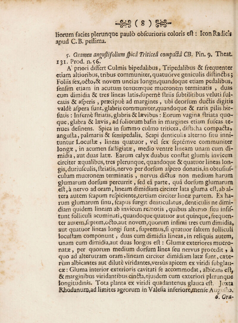 Horum facies plerunqtte paulo obfcurioris coloris eff : IconRadicii apud C B. peffima. f. Gramen anguftifollum Jpkd Triticea compdStd CB. Pin. 9« Theat. 131. Prod. 11.56. A' pnori differt Culmis bipedalibus, Tripedalibus & frequenter etiam altioribus, tribus communiter, quatuorve geniculis diftinfbs; Foliis fex,o£fo58t novem uncias longts>quandoque etiam pedalibus, fen(im etiam in acutum tenuemque mucronem terminatis , duas cum dimidia & tres lineas latis,fuperne ffriis fubtilitibus velutiful- catis & afperis , praecipue ad margines , ubi deorfum ducdis digitis valde afpera funt, glabris communiter,quandoque & raris pilis l>ir- futis: Inferne ftriatis, glabris & laevibus: Eorum vagina {friata quo¬ que, glabra & Ixvis, ad foliorum bafin in margines etiam fufcas te¬ nues definens. Spica in fummo culmo triticea,diffkha comparia* angulfa, palmaris & femipedalis. Scapi denticulis alterno fitu inni¬ tuntur Locufbe , lineas quatuor, vel fex feptemve communiter longx, in acumen failigiats, medio ventre lineam unam cum di¬ midia, aut duas lats. Earum calyx duabus conflat glumis invicem circiter squalibus, tres plerunque, quandoque & quatuor lineas lon¬ gis, duriuiculis, (friatis, nervo perdorfum afpero donatis,in obtufiuf- culum mucronem terminatis , nervus,di^fus non medium harum glumarum dorfum percurrit, fed ea parte, qua dorfum glumarum dt,a nervo ad oram, lineam dimidiam circiter lata gluma eff, ab al¬ tera autem lcapum refpiciente,tertiam circiter lines partem. Ex ha¬ rum glumarum finu,fcapus furgit denticulatus, denticulis ne dimi¬ diam quidem lineam ab invicem remotis , quibus alterno fitu infif- tunt folliculi acuminati, quandoque quatuor aut quinque, frequen¬ ter autem,feptem,o£fo,aut noveni,quorum infimi tres cum dimidia, aut quatuor lineas longi funt, fupremus,fi quatuor falcem folliculi locullam componunt, duas cum dimidia lineas,in reliquis autem, tinam cum dimidia,aut duas longus eff : Gluma? exteriores mucro¬ natae , per quorum medium dorfum linea feu nervus procedit 5 a quo ad alterutram oram5lineam circiter dimidiam latae funt, exte¬ rum albicantes aut dilute viridantes,versus apicem ex viridi fubglau- cx: GJuma interior exterioris cavitati fe accommodat, albicans eft; & marginibus viridantibus cinifa,ejusdem cum exteriori plerunque longitudinis. Tota planta ex viridi quadantenus glauca eff. Juxta fUiodanum,ad limites agrorum in Valefia inferiore,menfe Auguffo.
