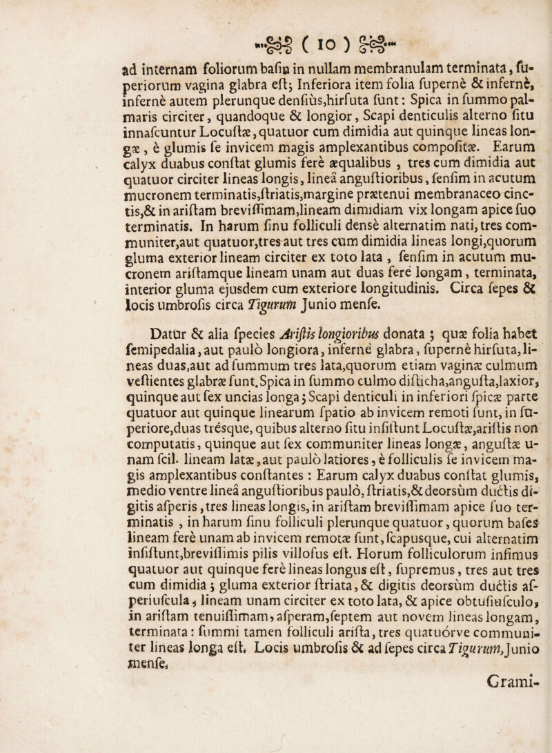 ad internam foliorum bafin in nullam membranulam terminata, fu* periorum vagina glabra eflj Inferiora item folia fuperne & inferni, inferne autem plerunque denfius,hirfuta funt: Spica in fummo pal¬ maris circiter, quandoque & longior, Scapi denticulis alterno fitu innafcuntur Locufhe, quatuor cum dimidia aut quinque lineas lon¬ gae , e glumis fe invicem magis amplexantibus compofitae. Earum calyx duabus conflat glumis fere aequalibus , tres cum dimidia aut quatuor circiter lineas longis, linea anguflioribus, fenfim in acutum mucronem terminatis,flriatis,tnargine praetenui membranaceo cinc¬ tis^ in ariflam breviffimam,lineam dimidiam vix longam apice fuo terminatis. In harum finu folliculi dense alternatim nati, tres com¬ muniter,aut quatuor,tres aut tres cum dimidia lineas longi,quorum gluma exterior lineam circiter ex toto lata , fenfim in acutum mu¬ cronem ariflamque lineam unam aut duas fere longam, terminata, interior gluma ejusdem cum exteriore longitudinis. Circa fepes & locis umbrofis circa Tigurufn Junio menfe. Datur & alia fpecies Ariftis longioribus donata ; quas folia habet femipedalia,aut paulo longiora, inferne glabra, fupernehirfuta,li¬ neas duas,aut ad fummum tres lata,quorum etiam vagina: culmum veflientes glabrae funt.Spica in fummo culmo diflicha,angufla,laxior, quinque aut fex uncias longa $ Scapi denticuli in inferiori fpicae parte quatuor aut quinque linearum fpatio ab invicem remoti funt, in fu- periore,duas tresque, quibus alterno fitu infiflunt Locufe,ariflis non computatis, quinque aut fex communiter lineas longae, angufbe u- nam fcil- lineam latae,aut paulo latiores, e folliculis fe invicem ma¬ gis amplexantibus conflantes: Earum calyx duabus conflat glumis, medio ventre linea anguflioribus paulo, flriatis,& deorsum dudlis di¬ gitis afperis,tres lineas longis, in ariflam breviffimam apice fuo ter¬ minatis , in harum finu folliculi plerunque quatuor, quorum bafcS lineam fere unam ab invicem remotae funt,fcapusque, cui alternatim infiflunt,breviflimis pilis villofus ell. Horum folliculorum infimus quatuor aut quinque fere lineas longus efl, fupremus, tres aut tres cum dimidia $ gluma exterior flriata, & digitis deorsum dudtis af- periufcula* lineam unam circiter ex toto lata, & apice obtufiufculo, in ariflam tenuiflimam, afperam,feptem aut novem lineas longam, terminata : fummi tamen folliculi arifla,tres quatuorve communi¬ ter lineas longa eih Locis umbrofis & ad fepes circa Tiguruffl,]umo menfe* Crami-