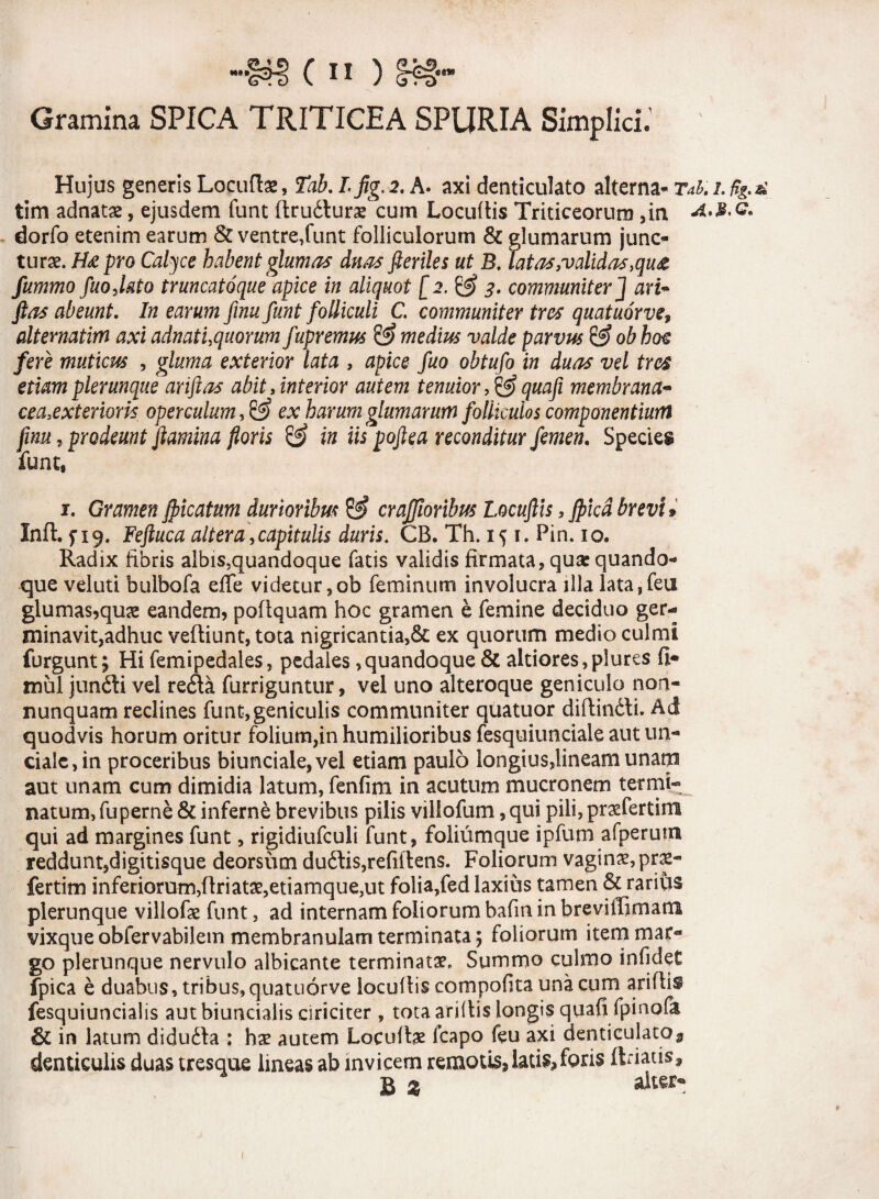 Gramina SPICA TRITICEA SPURIA Simplici.’ Hujus generis Loqufhe, Tab. I fig. 2. A. axi denticulato alterna- Tai. 2. ftg.& tim adnatas, ejusdem funt ftruflura? cum Locuitis Triticeorum ,in dorfo etenim earum & ventre,funt folliculorum & glumarum junc¬ turae. Hx pro Calyce habent glumas duas fleriles ut B. Tatas,validas,qu& fummo fuofl&to truncatoque apice in aliquot [2. & 3. communiter] ari- fias abeunt. In earum finu funt folliculi C. communiter tres quatuorve9 alternatim axi adnatuquorum fupremus & medius valde parvus & ob hos fere muticus , gluma exterior lata , apice fuo obtufo in duas vel tres etiam plerunque ariftas abit, interior autem tenuior , & quafi membrana- cea,exterioris operculum, ex harum glumarum folliculos componentium finu , prodeunt flamina floris S? in iis poftea reconditur femen. Species funt* 1. Gramen fiicatum durioribus & craffioribus Locuftis, Jpicd brevi * Inft. f 19. Feftuca ait er a, capitulis duris. CB. Th. 1^ r. Pin. 10. Radix libris aibis5quandoque fatis validis firmata, qua: quando¬ que veluti bulbofa effe videtur ,ob feminum involucra illa lata,feu glumas,quae eandem, poflquam hoc gramen e femine deciduo ger¬ minavit,adhuc veffiunt, tota nigricantia,& ex quorum medio culmi furgunt; Hi femipedales, pedales,quandoque & altiores,plures fi* mul junfli vel refla furriguntur, vel uno alteroque geniculo non- nunquam reclines funt,geniculis communiter quatuor diftinfli. Ad quodvis horum oritur folium,in humilioribus fesquiunciale aut un¬ ciale, in proceribus biuncia!e,vel etiam paulo longius,lineam unam aut unam cum dimidia latum, fenfim in acutum mucronem termi¬ natum, fu perne & inferne brevibus pilis villofum, qui pili, praefertim qui ad margines funt, rigidiufculi funt, foliumque ipfum afperutn reddunt,digitisque deorsum duftis,refifi:ens. Foliorum vagina?, pras- fertim inferiorum,(friatae,etiamque,ut folia,fed laxius tamen & rarius plerunque villofae funt, ad internam foliorum bafm in breviffimara vixqueobfervabilem membranulam terminata; foliorum item mar¬ go plerunque nervulo albicante terminata?. Summo culmo inficiet fpica b duabus, tribus, quatuorve locullis compofita una cum ariftis fesquiuncialis autbiuncialis ciriciter , tota aridis longis quafi fpinofa & in latum didufla ; ha? autem Locufte fcapo feu axi denticulatot denticulis duas tresque irneas ab invicem remoti^ latis,foris ftriatis3 B % alter-