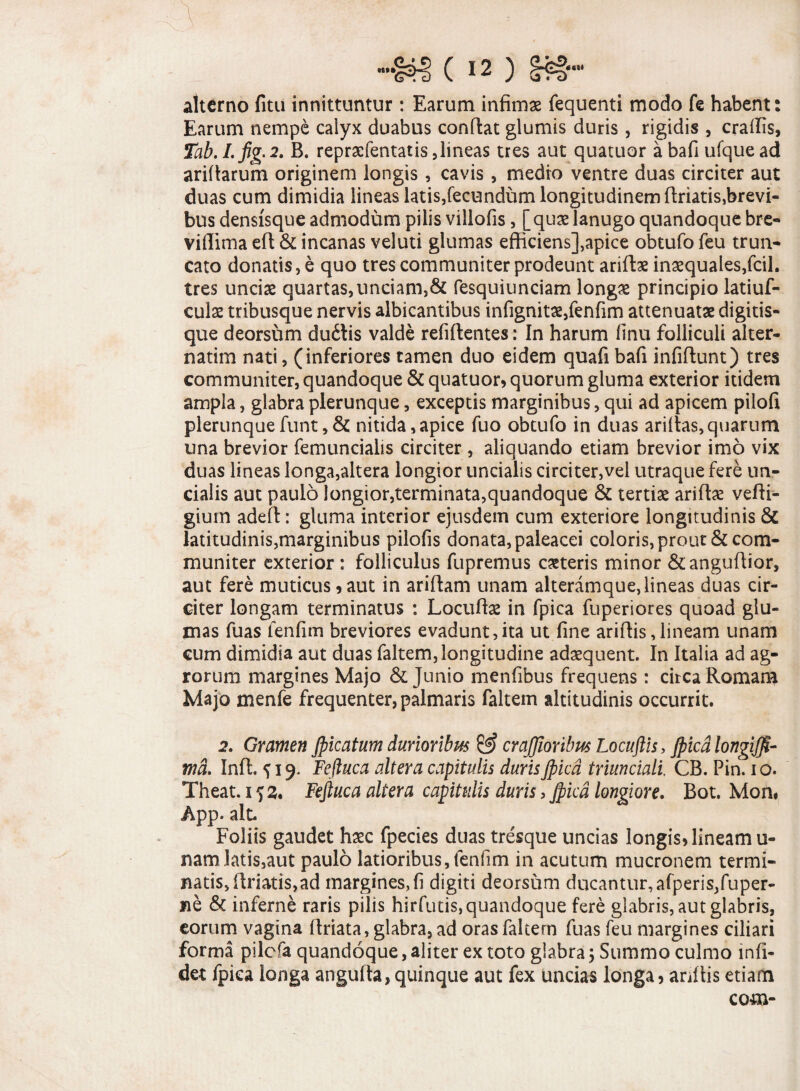 alterno fitu innittuntur: Earum infimae fequenti modo fe habent: Earum nempe calyx duabus conflat glumis duris , rigidis , eradis, Tab.I.fig.2. B. repraefentatis,lineas tres aut quatuor abafiufquead aridarum originem longis, cavis , medio ventre duas circiter aut duas cum dimidia lineas latis,fecundum longitudinem driatis,brevi- bus densisque admodum pilis villofis, [quae lanugo quandoque bre- viffima efl & incanas veluti glumas efficiens],apice obtufo feu trun¬ cato donatis, e quo tres communiter prodeunt aridae inaequales,fcil. tres unciae quartas,unciam,& fesquiunciam longae principio latiuf- culae tribusque nervis albicantibus infignitae,fenfim attenuatae digitis¬ que deorsum dudlis valde refiftentes: In harum finu folliculi alter- natim nati, (inferiores tamen duo eidem quafi bafi infiflunt) tres communiter, quandoque & quatuor, quorum gluma exterior itidem ampla, glabra plerunque, exceptis marginibus, qui ad apicem pilofi plerunquefunt ,& nitida,apice fuo obtufo in duas aridas,quarum una brevior femuncialis circiter , aliquando etiam brevior imo vix duas lineas longa,altera longior uncialis circiter,vel utraque fere un¬ cialis aut paulo longior,terminata,quandoque & tertiae aridae vefti- gium aded: gluma interior ejusdem cum exteriore longitudinis & latitudinis,marginibus pilofis donata, paieacei coloris, prout & com¬ muniter exterior : folliculus fupremus exteris minor &angudior, aut fere muticus, aut in aridam unam alteramque, lineas duas cir¬ citer longam terminatus : Locudae in fpica fuperiores quoad glu¬ mas fuas fenfim breviores evadunt,ita ut fine aridis,lineam unam cum dimidia aut duas faltem, longitudine adaequent. In Italia ad ag¬ rorum margines Majo & Junio menfibus frequens: circa Romam Majb menfe frequenter, palmaris faltem altitudinis occurrit. 2. Gramen Jpicatum durioribus & crajjioribus Locuftis, Jpicd longijfi- md. Ind. ^19. Feftuca altera capitulis duris Jpicd triunciall CB. Pin. 1 o. Theat. 152. Fefluca altera capitulis duris, Jpicd longiore. Bot. Mon* App. ait. Foliis gaudet haec fpecies duas tresque uncias longis, lineam u- nam latis,aut paulo latioribus, fenfim in acutum mucronem termi¬ natis, driatis,ad margines, fi digiti deorsum ducantur, afperis,fuper- ne & inferne raris pilis hirfutis, quandoque fere glabris, aut glabris, eorum vagina driata, glabra, ad oras faltem fuas feu margines ciliari forma pilefa quandoque, aliter ex toto glabra; Summo culmo mfi- det fpica longa anguda, quinque aut fex uncias longa, anilis etiam com-
