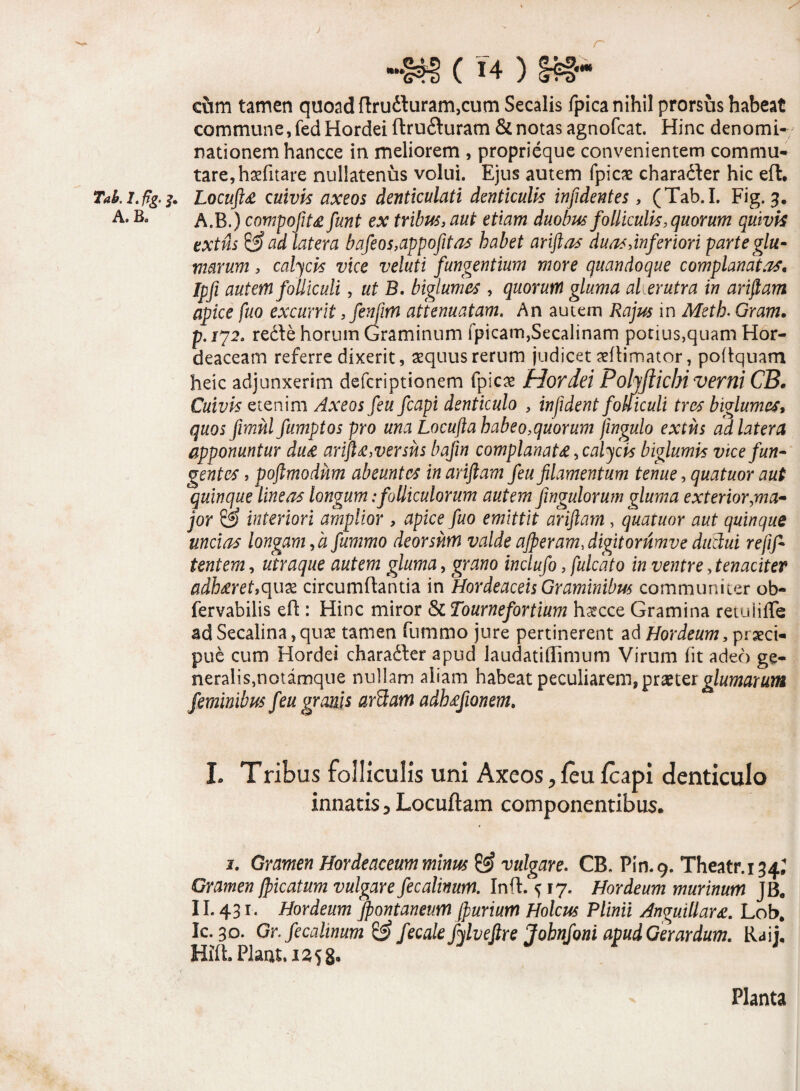 / -ss-r (14) »*- cum tamen quoad ftrudluram,cum Secalis fpica nihil prorsus habeat commune, fed Hordei ftru&uram & notas agnofcat. Hinc denomi¬ nationem hancce in meliorem , proprieque convenientem commu¬ tare, hsfitare nullatenus volui. Ejus autem fpicae chara&er hic eft. Taki.ftg.j. LocuftA cuivis axeos denticulati denticulis infidentes , (Tab.I. Fig. A.Bo A.B.) compoftU funt ex tribus, aut etiam duobus folliculis, quorum quivis extns & ad latera bafeos,appofitas habet ari fas duas,inferiori parte glu- marum s calycis vice veluti fungentium more quandoque complanatas, Ipfi autem folliculi, ut B. biglumes , quorum gluma aler utra in ariftam apice fuo excurrit, fenftm attenuatam. An autem Rajus in Meth. Gram. p.ij2. rede horum Graminum fpicam,Secalinam potius,quam Hor¬ deaceam referre dixerit, aequus rerum judicet aeflimator, poftquam heic adjunxerim defcriptionem fpicae Hordei Poljftichi verni CB. Cuivis etenim Axeos feu fcapi denticulo , in fident folliculi tres biglumes* quos fimnl fumptos pro una Locufta habeo,quorum jingulo extns ad latera apponuntur dure ariftg,versus bafin complanata, calycis biglumis vice fun¬ gentes » poftmodum abeuntes in ariftam feu filamentum tenue, quatuor aut quinque lineas longum:folliculorum autem jingulorum gluma exterior,ma¬ jor & interiori amplior , apice fuo emittit ariftam , quatuor aut quinque uncias longam, a fummo deorsum valde ajperam, digitorumve ductui refif- tentem, utraque autem gluma, grano inclufo, fulcato in ventre, tenaciter adh&ret,quae circumflantia in Hordeaceis Graminibus communiter ob- fervabilis eft : Hinc miror & Tournefortium haecce Gramina retuliffe ad Secalina,quae tamen fummo jure pertinerent ad Hordeum, praeci¬ pue cum Hordei chara&er apud laudatiflimum Virum fit adeo ge¬ neralis,notamque nullam aliam habeat peculiarem, praeter glumarum feminibus feu granis arftam adhrefwnem. I. Tribus folliculis uni Axeos, feu fcapi denticulo innatis 3 Locuftam componentibus. j. Gramen Hordeaceum minus & vulgare. CB. Pin.9. Theatr.134; Gramen /picatum vulgare fecalimm. Inft. 5 17. Hordeum murinum JB. II. 431. Hordeum Jpontaneum jpurium Holcus Plinii Anguillar<e. Lob. Ic. 30. Gr.fecalwum & fecale fylveftre Johnfoni apudGerardum. Raij. Hift.Plaat.1s58» Planta