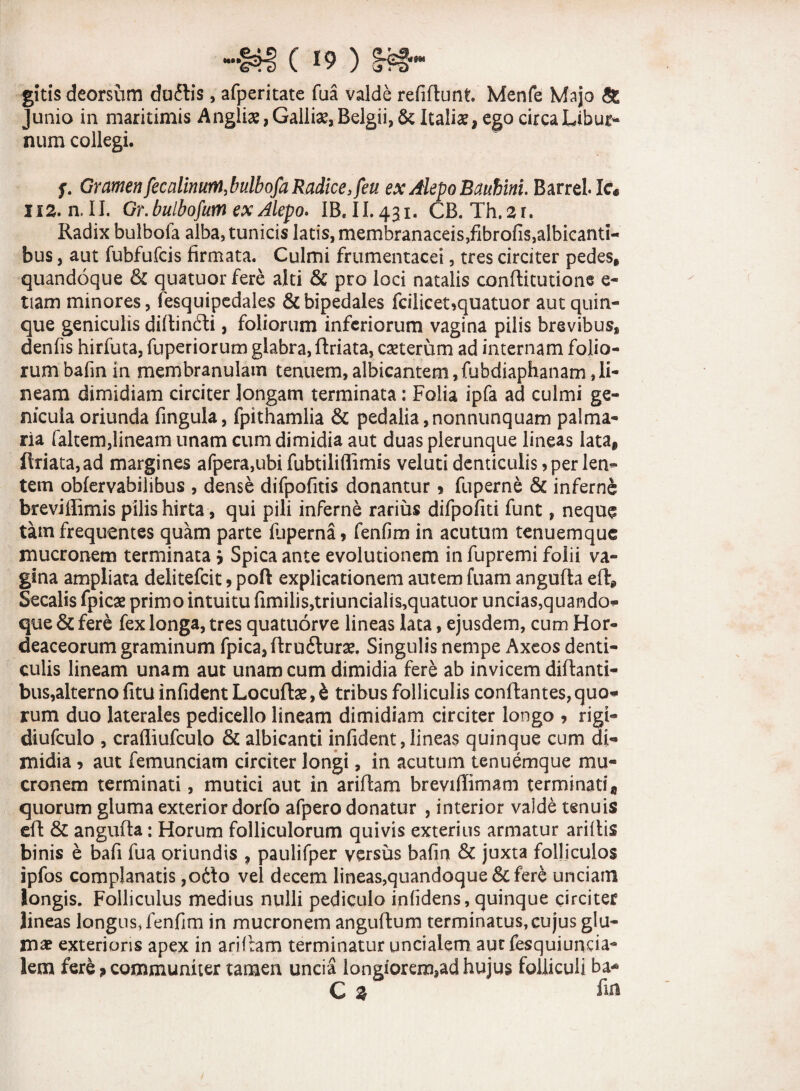 4f ( *9 ) Sff«“ gitis deorsum duflis , afperitate fua valde refiflunt Menfe Majo & Junio in maritimis Anglii, Galliae, Belgii, & Italiae, ego circa Libur¬ num collegi. f. GramenfecnlinumMlbofaRadice,feu ex Alepo Baubini. BarreUc* lia.all. Gr.bulbofum ex Alepo. IB.II.431. CB.Th.2r. Radix bulbofa alba, tunicis latis, membranaceis,fibrofis,albicanti¬ bus , aut fubfufcis firmata. Culmi frumentacei, tres circiter pedes, quandoque &£ quatuorfere alti & pro loci natalis conftitutione e- tiam minores, fesquipedales & bipedales fcilicet>quatuor aut quin¬ que geniculis diflinfti, foliorum inferiorum vagina pilis brevibus, denfis hirfuta, fuperiorum glabra, ftriata, exterum ad internam folio¬ rum bafm in membranulam tenuem,albicantem,fubdiaphanam,li¬ neam dimidiam circiter longam terminata: Folia ipfa ad culmi ge¬ nicula oriunda fingula, fpithamlia & pedalia,nonnunquam palma¬ ria faltem,lineam unam cum dimidia aut duas plerunque lineas lata, flriata,ad margines afpera,ubi fubtiliflimis veluti denticulis > per len¬ tem obfervabilibus , dense difpofitis donantur * fuperne & inferne breviflimis pilis hirta, qui pili inferne rarius difpofiti funt, neque tam frequentes quam parte (liperna ? fenfim in acutum tenuemque mucronem terminata j Spica ante evolutionem in fupremi folii va¬ gina ampliata delitefcit , poft explicationem autem fuam angufla efl* Secalis fpicx primo intuitu fimilis,triuncialis,quatuor uncias,quando* que & fere fex longa, tres quatuorve lineas lata, ejusdem, cum Hor¬ deaceorum graminum fpica,flru£turx. Singulis nempe Axeos denti¬ culis lineam unam aut unam cum dimidia fere ab invicem difbanti- bus,alterno fitu infident Locuftx, i tribus folliculis conflantes, quo* rum duo laterales pedicello lineam dimidiam circiter longo , rigi- diufculo , crafliufculo & albicanti infident, lineas quinque cum di¬ midia , aut femunciam circiter longi, in acutum tenuemque mu¬ cronem terminati, mutici aut in ariflam breviffimam terminati* quorum gluma exterior dorfo afpero donatur , interior valde tenuis efl & angufla: Horum folliculorum quivis exterius armatur ari Ais binis e bafi fua oriundis , paulifper versus bafm & juxta folliculos ipfos complanatis ,odto vel decem lineas,quandoque&fere unciam longis. Folliculus medius nulli pediculo infidens, quinque circiter lineas longusTenfim in mucronem anguflum terminatus, cujus glu¬ ma? exterioris apex in ariflam terminatur uncialem aut fesquiunda- lem fere > communiter tamen uncia longiorem,adhujus folliculi ba* Cz fui