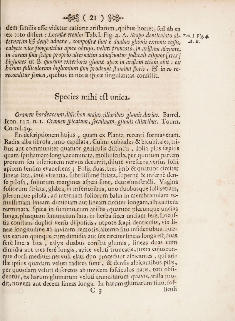 / ( 21 ) §f§- i dem fimilis effe videtur ratione aridarum, quibus horret, fed ab ea > ex toto differt: Locuftee etenim Tab.I. Fig 4. A. Scapo denticulato al- Ta^j.Ttg.4, i ternatim & denfe adnaU , compoftt£ funt e duabus glumis extimis cajjis, A• | calycis vice fungentibus apice obtufo, veluti truncato, f» ariftam abeunte, i iw j/wtt Jozpo proprio alternatim adnafcuntur folliculi aliquot [tres] i biglumes ut B. quorum exterioris glum£ apex in ariftam etiam abit: ex I horum folliculorum biglumium finu prodeunt flamina floris, eo re- 1 reconditur femen, quibus in notis fpicae fingularitas confidit. Species mihi eft unica. •V Gramen hordeaceumftiftichon majus .ciliaribus glumis .durius. Barrel. ! Icon. 1 i 2. n. i. Gramen jpicatum ,fecalinmn,glumis ciliaribus. Tourn. Coroli. 39* En deferiptionem hujus , quam ex Planta recenti formaveram» Radix alba fibrofa, imo capillata, Culmi cubitales & bicubitales, tri¬ bus aut communiter quatuor geniculis diftinfli , folia plus fepius quam fpithamam longa,acuminata,molliufcula,per quorum partem pronam feu inferiorem nervus decurrit, dilute virefcens,verfus folii apicem fenfim evanefeens ; Folia duas, tres imo & quatuor circiter lineas lata,laete virentia, fubtiliffime (friata,fuperne & inferne den¬ fe pilofa , foliorum margines afperi funt, deorsumflridffi. Vagina foliorum driata, glabra,in inferioribus,uno duobusquefoliisetiam, plerunque pilofa, ad internam foliorum bafm in membranulam te- nuiffimam lineam dimidiam aut lineam circiter longam,albicantem terminata. Spica in fummo,cum ariflis?quatuor plerunque uncias longa,plusquam femunciam lata? in herba ficca unciam fere,Locuf- tis conflans duplici verfu difpofitis? utpote fcapi denticulis,vix li¬ neae longitudine ab invicem remotiSjalterno fitu infidentibus,qu3e- vis earum quinque cum dimidia aut fex circiter lineas longa ed,duas fere lineas lata , calyx duabus condat glumis, lineas duas cum dimidia aut tres fere longis, apice veluti truncatis,juxta cujuscun- que dorfi medium nervuli elati duo procedunt albicantes , qui ari- fe ipfius quaedam veluti radices funt , & denfis albicantibus pilis, per quosdam veluti diferetos ab invicem fafciculos natis, toti obli¬ dentur, ex harum glumarum veluti truncatarum quavis,arida pro¬ dit, novem aut decem lineas longa. In harum glumarum finu,fol- C 3 licul.i